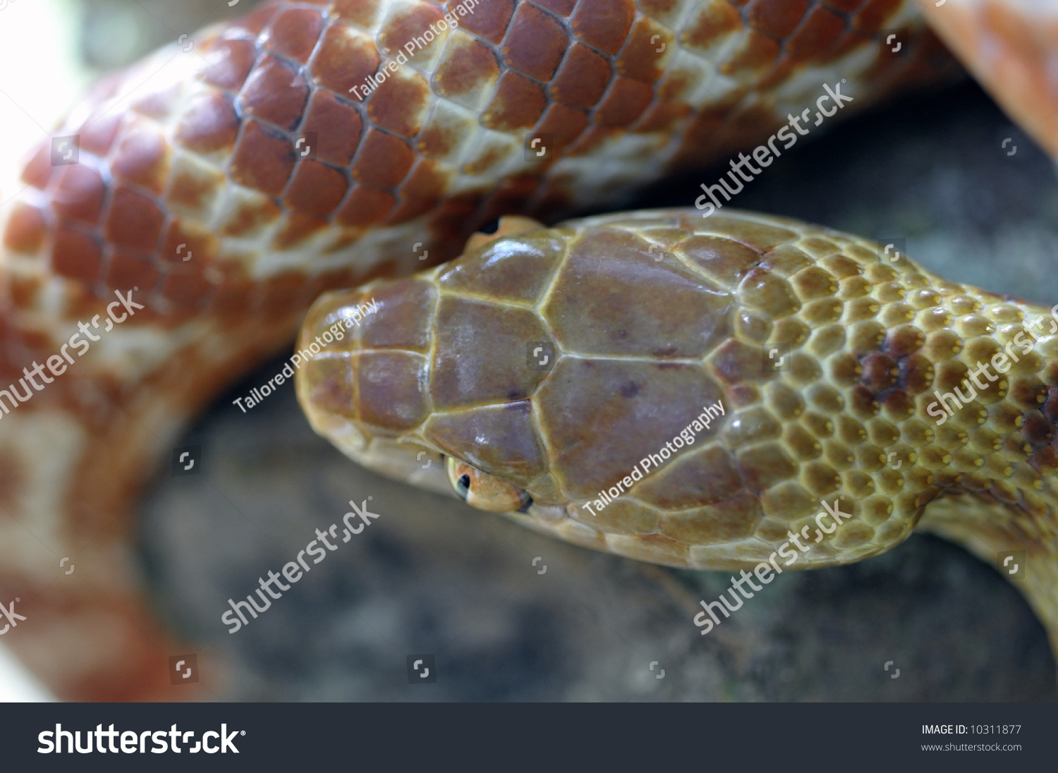 stock-photo-brown-tree-snake-head-from-above-10311877.jpg