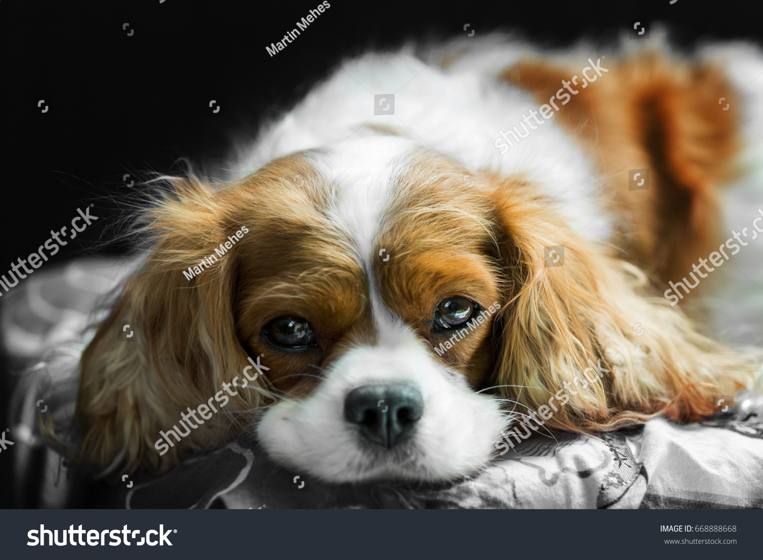 Brown White Cavalier King Charles Spaniel Stock Photo Edit