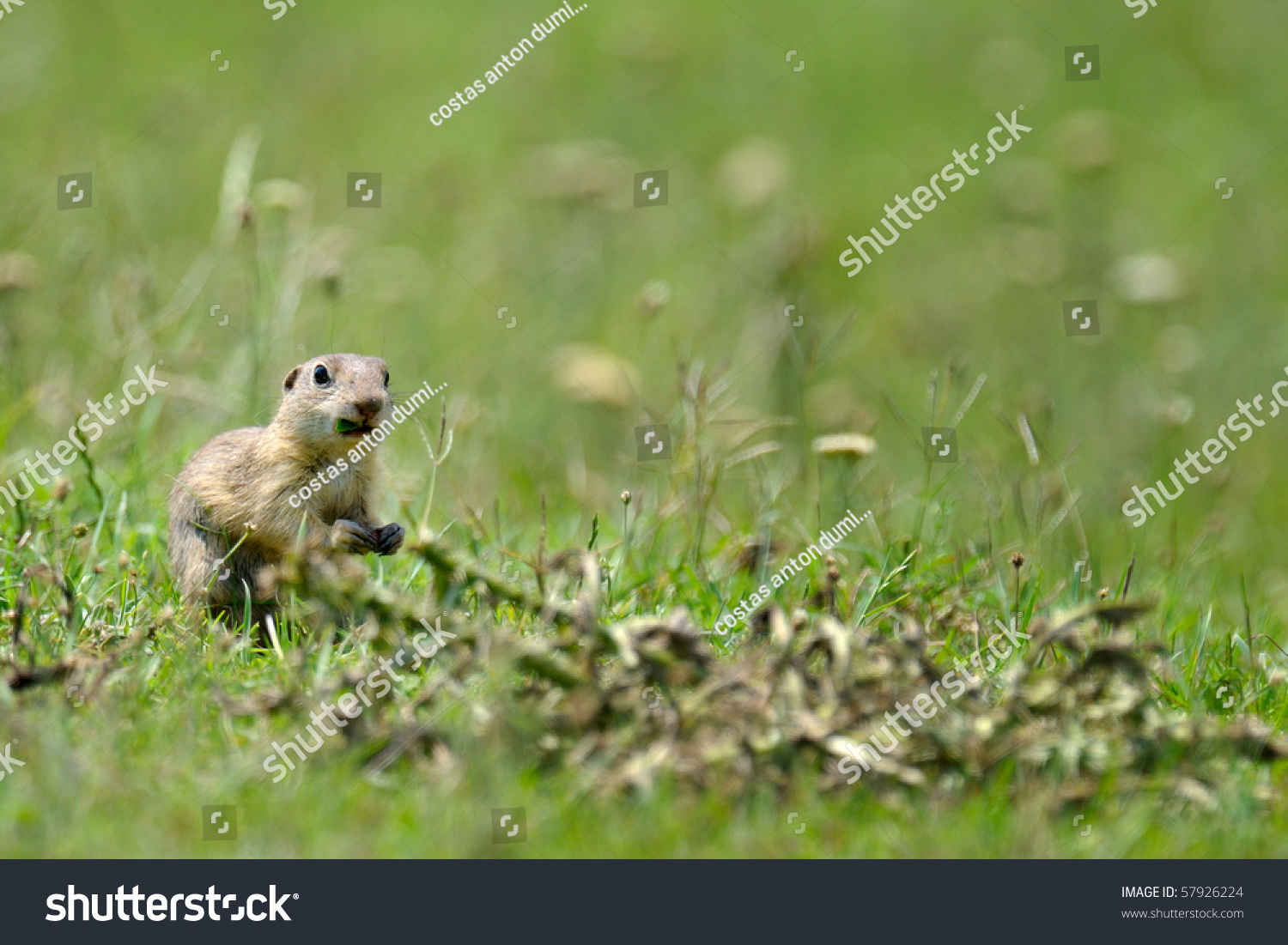 Brown Wild Hamster Sitting In The Grass Stock Photo 57926224 : Shutterstock