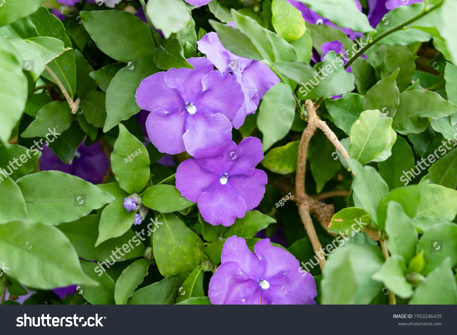 21 Paraguay jasmine Images, Stock Photos & Vectors | Shutterstock