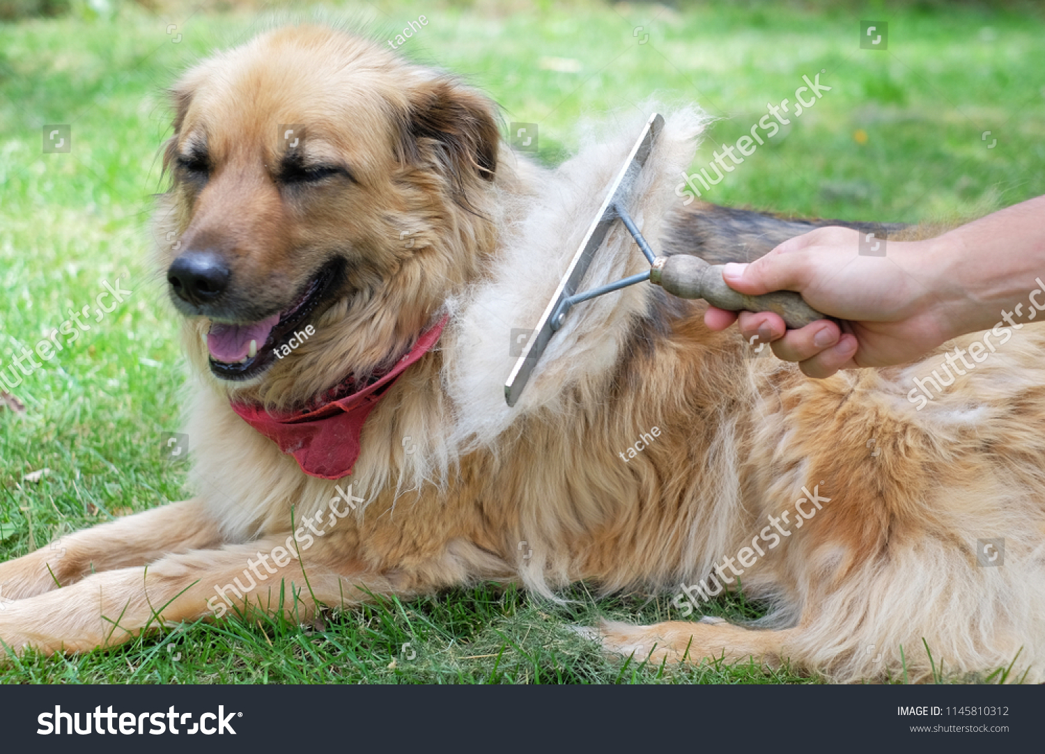 big dog brush