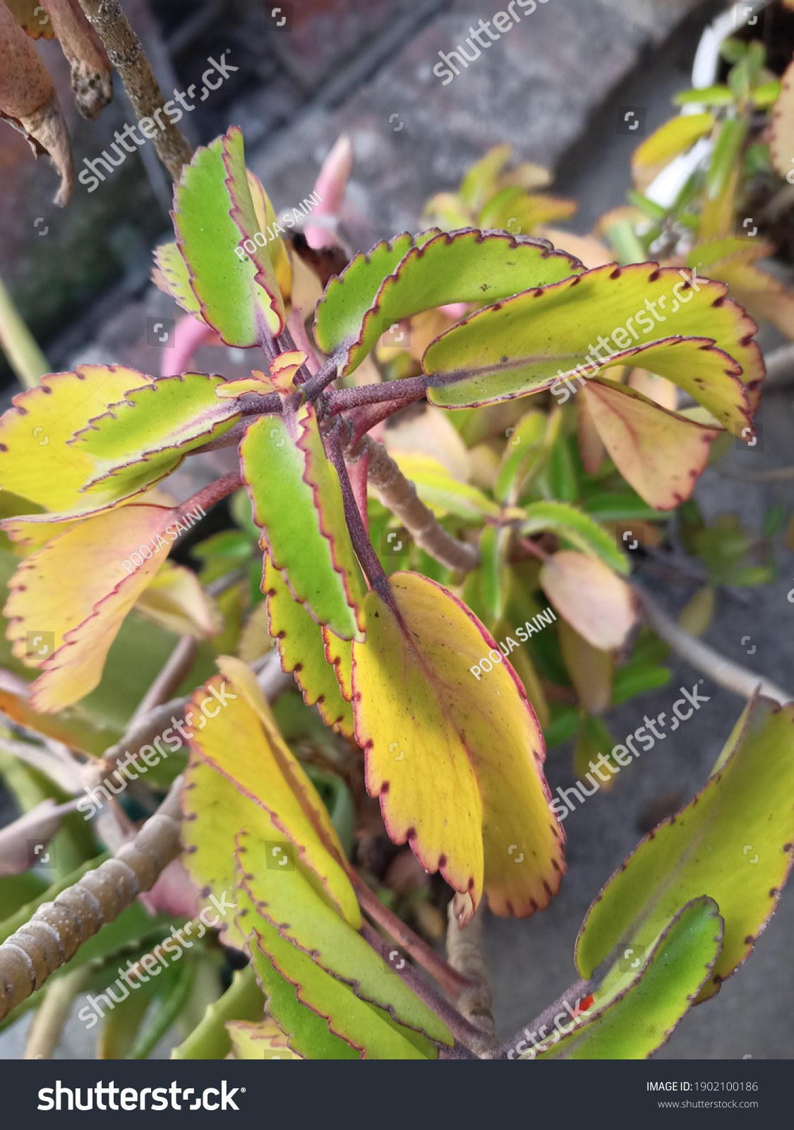 Bryophylum Pinnatum Kalanche Pinnata Kalanche Brasiliensis 스톡 사진 ...