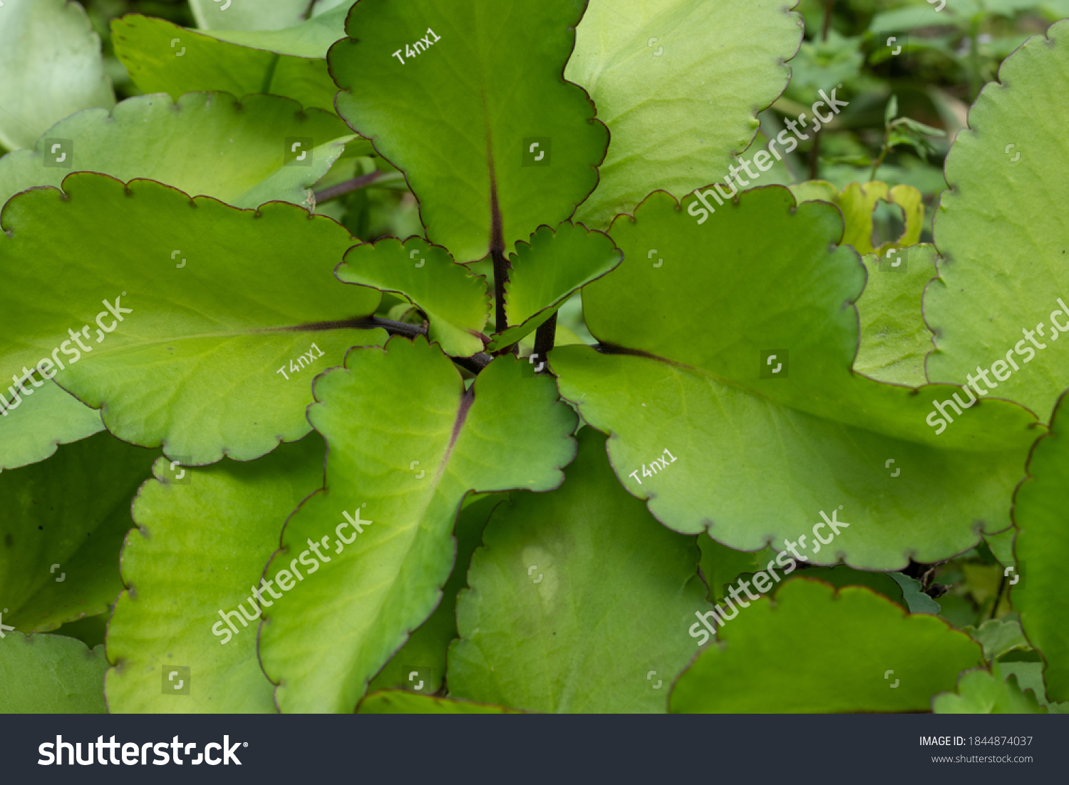 2,436 Bryophyllum Images, Stock Photos & Vectors | Shutterstock