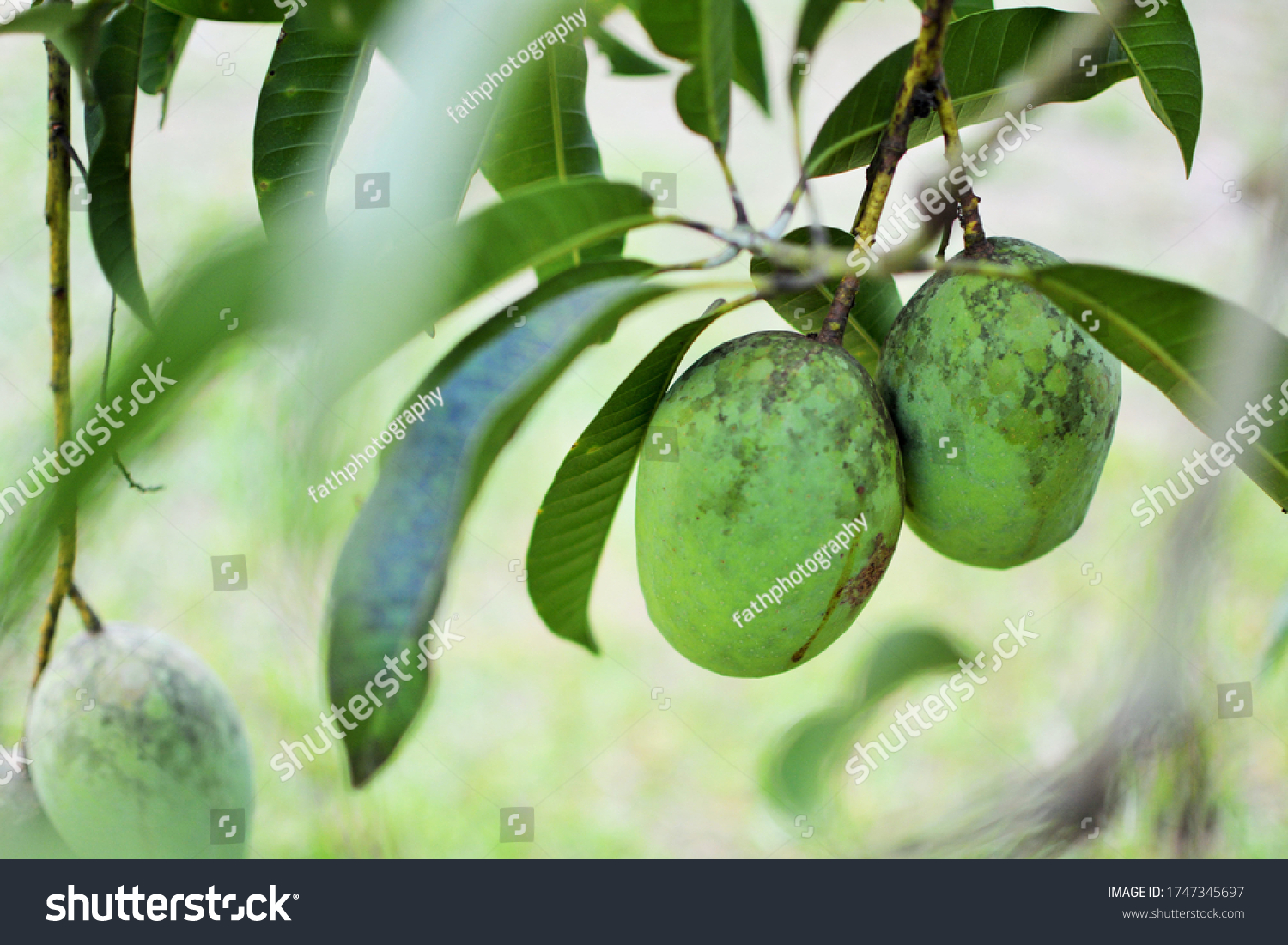 Mango kuini Pokok Mango