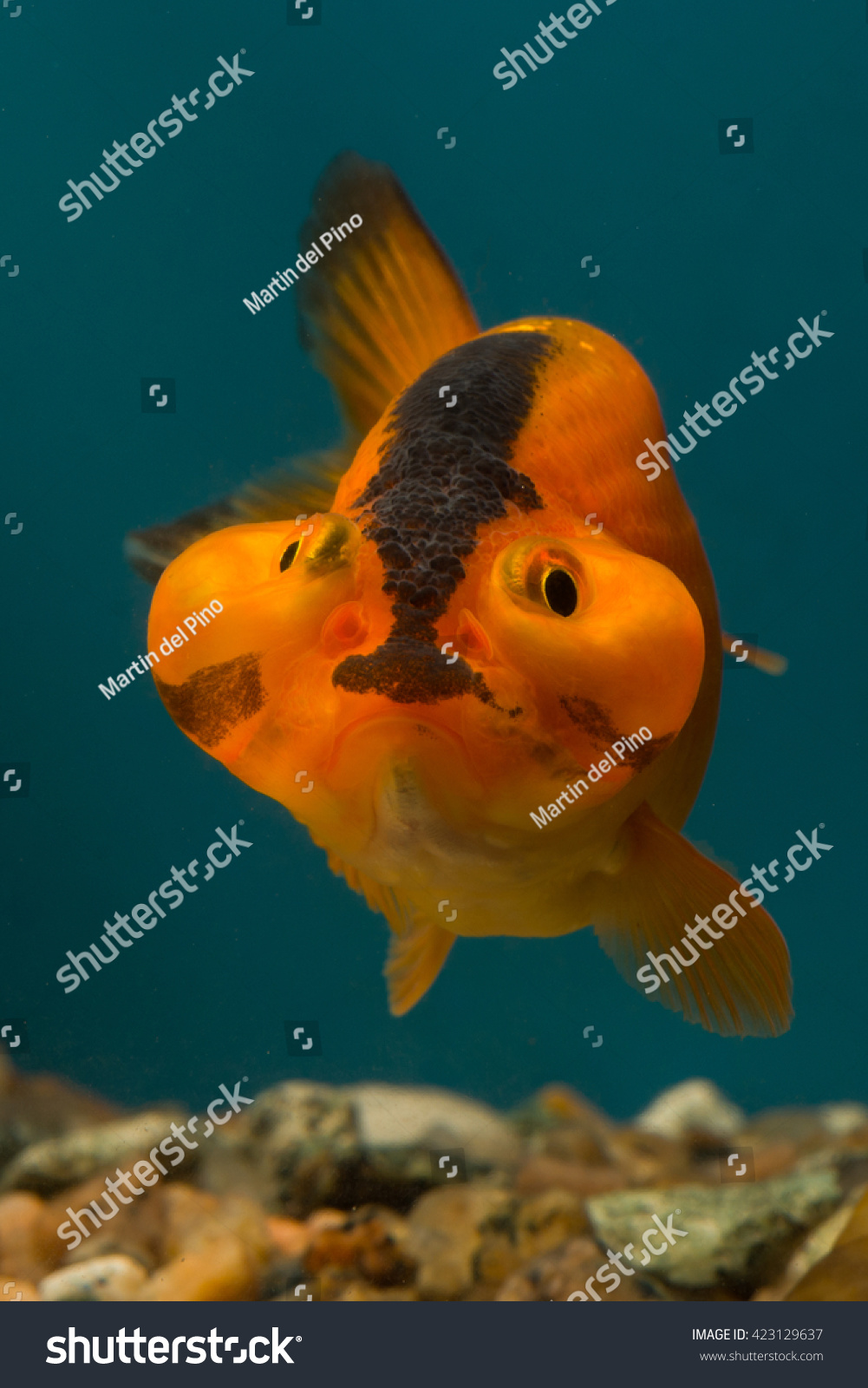 Bubblefish Swimming Aquarium Stock Photo Edit Now Bubblefish Swimming Aquarium Stock Photo Edit Now