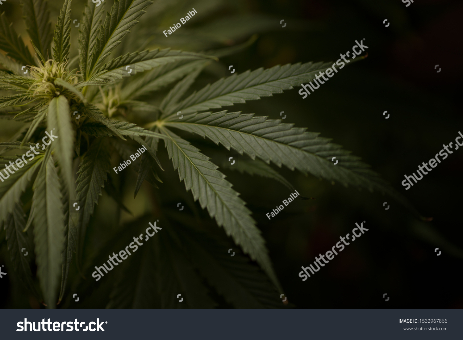 Budding Cannabis Plants Surrounded By Marijuana Stock Photo 1532967866 ...