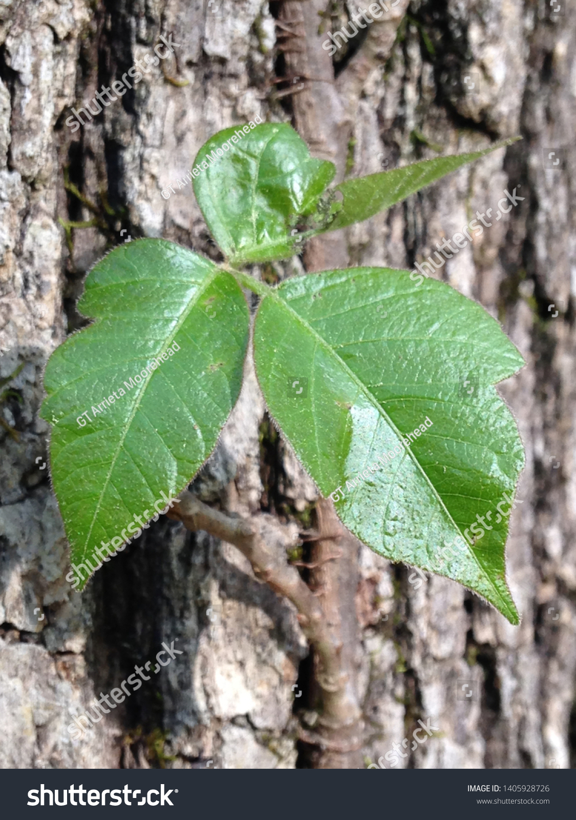 Budding Green Leaves Growing Out White Stock Photo 1405928726 ...