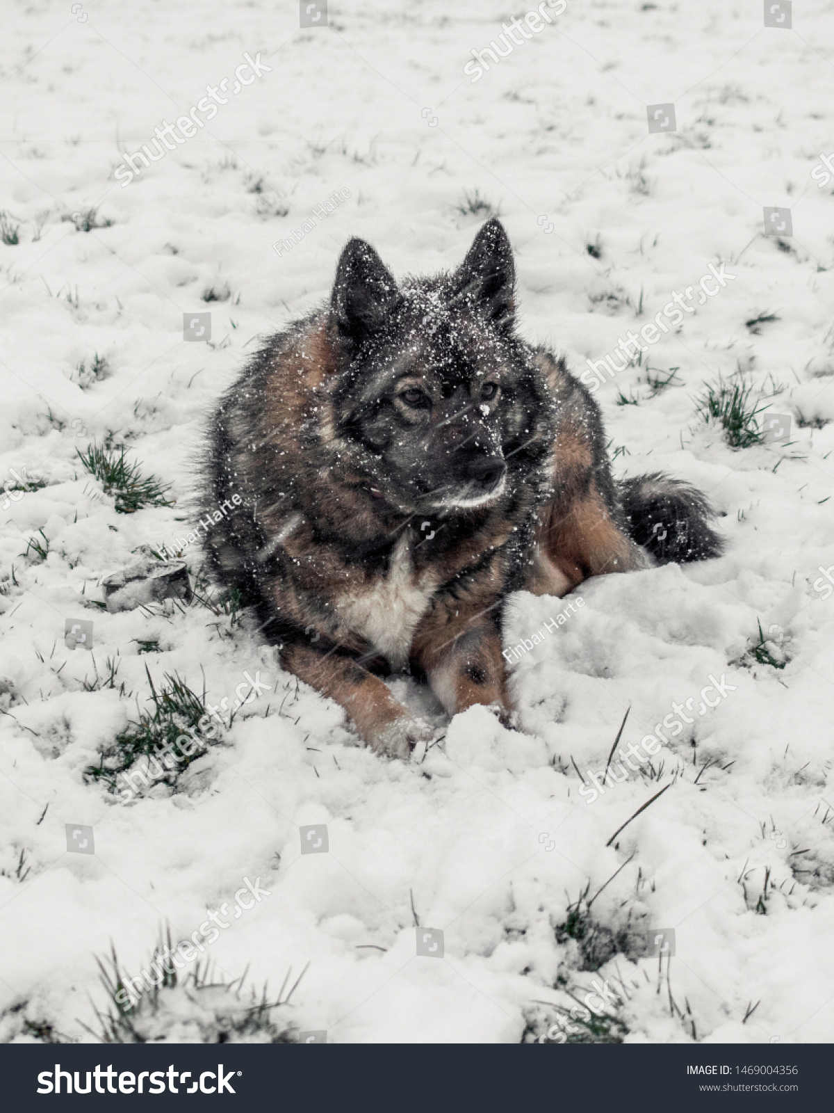 Buddy Elk Hound Meeting Snow First Stock Photo Edit Now