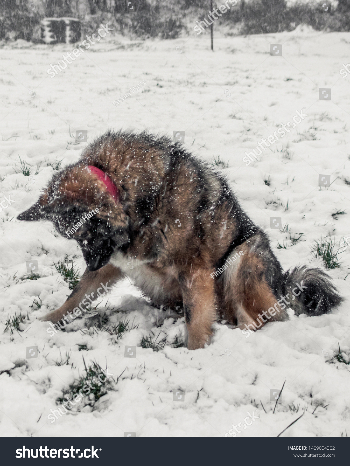 Buddy Elk Hound Meeting Snow First Stock Photo Edit Now