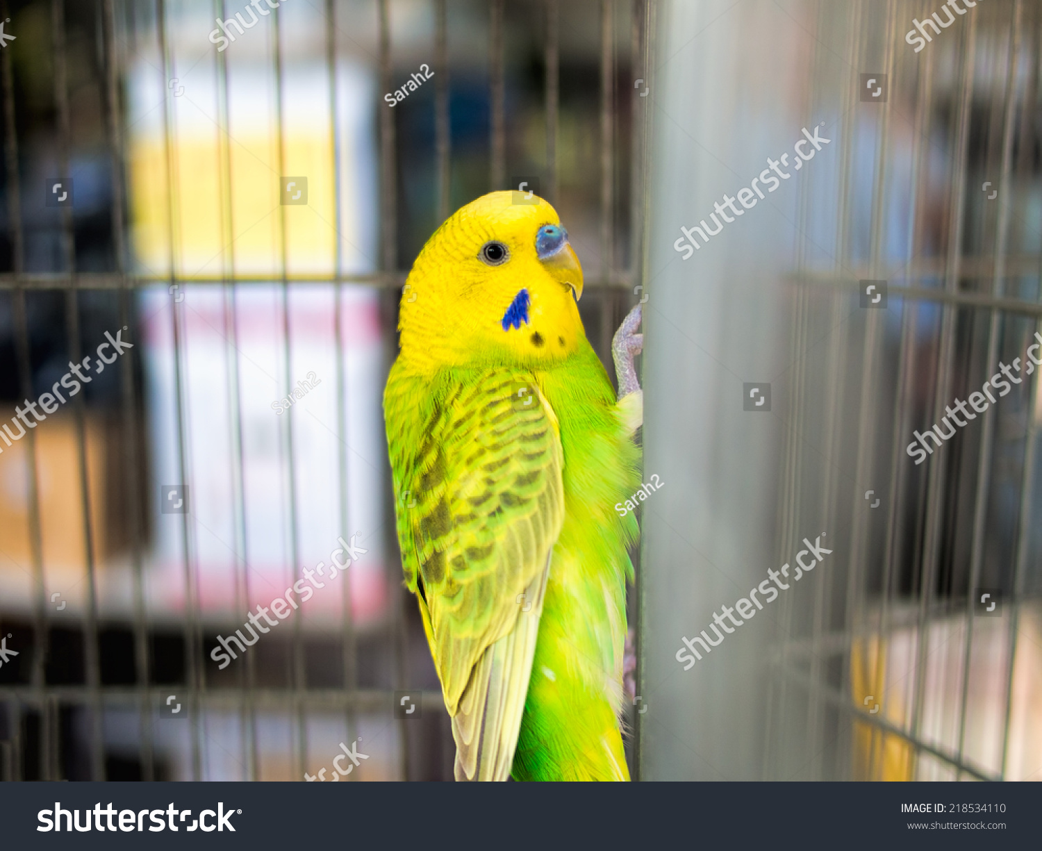 budgerigar cages for sale