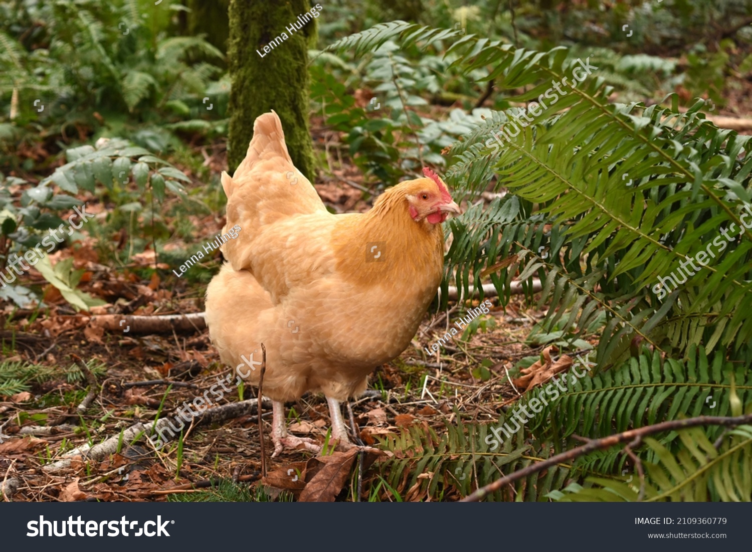 Hen And Chicken Fern 图片 库存照片和矢量图 Shutterstock