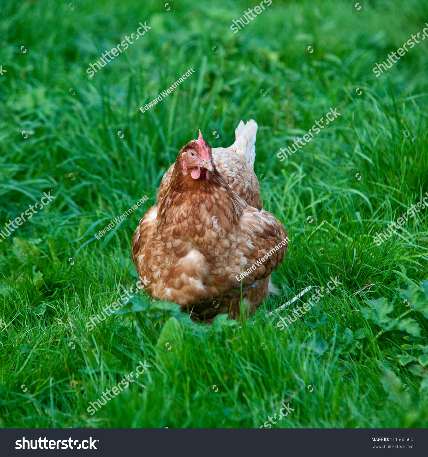 Buff Orpington Cross Breed Chicken, Cornwall, England, United Kingdom ...