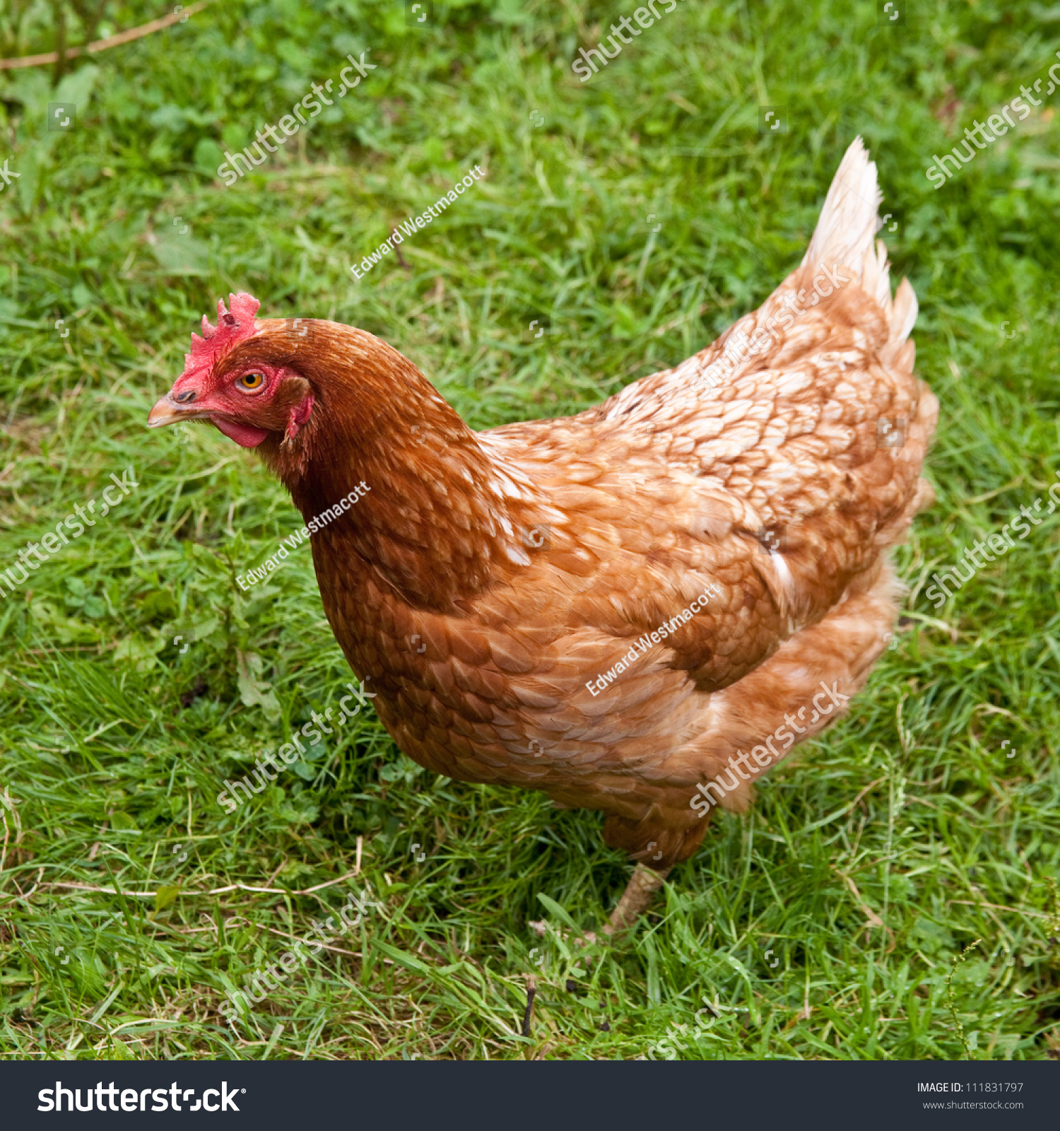 Buff Orpington Cross Breed Chicken Cornwall Stock Photo 111831797 ...