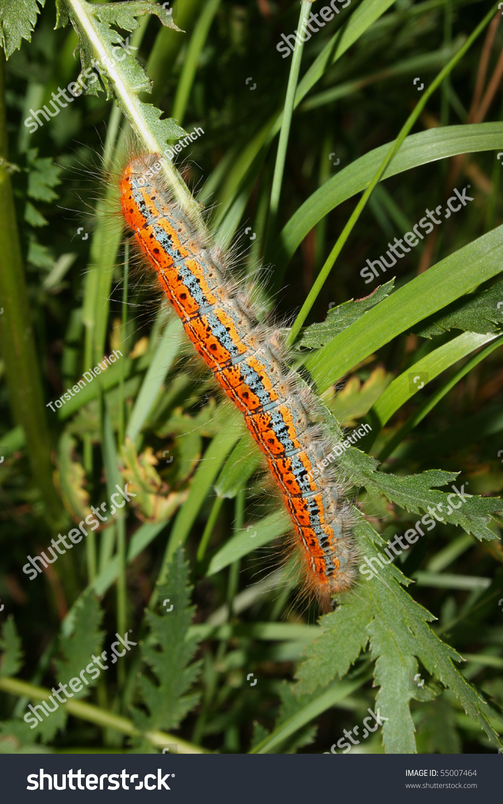 Bufftip Phalera Bucephala Caterpillar On Plant の写真素材 今すぐ編集