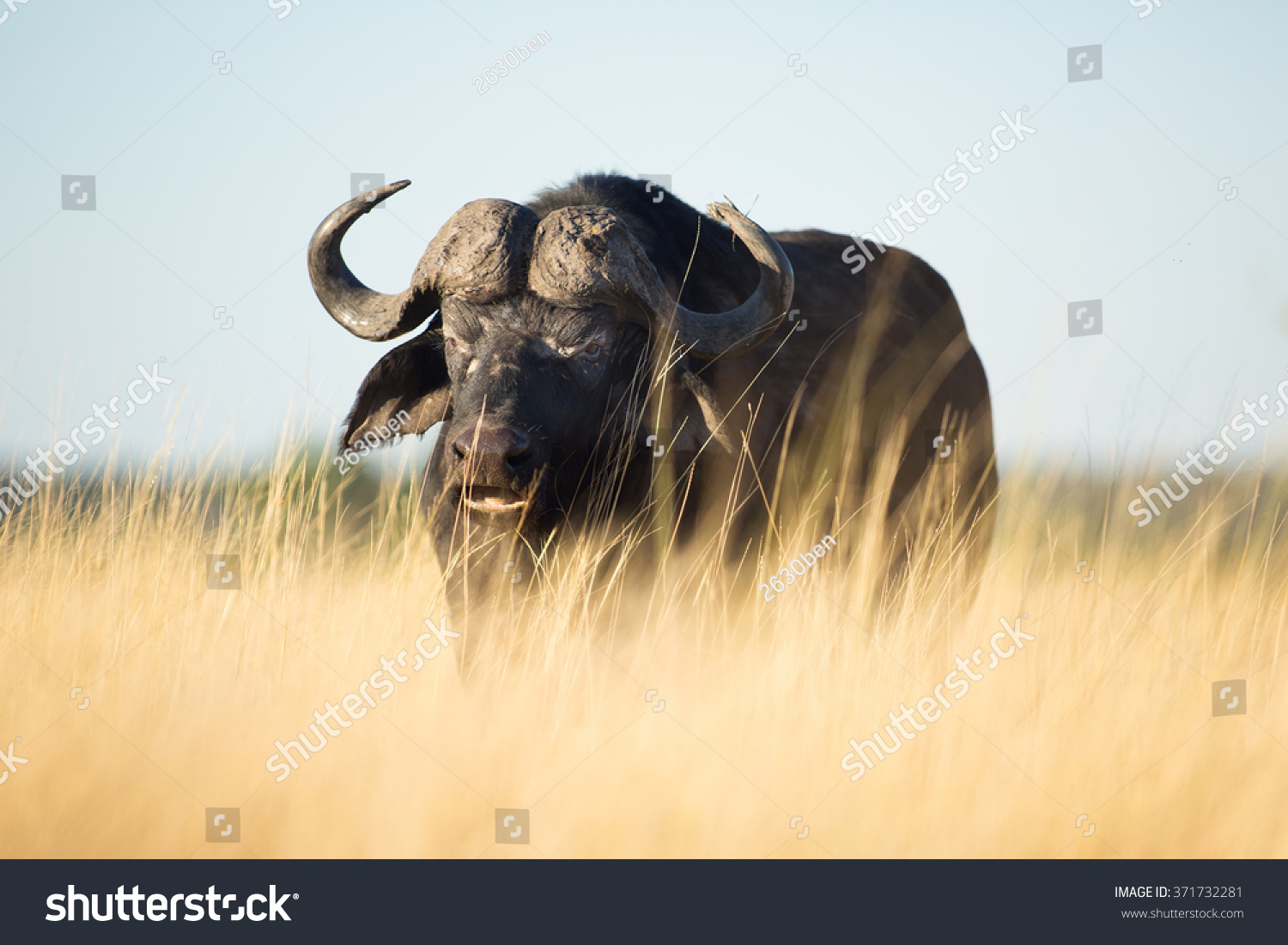 水牛 的圖片、庫存照片和向量圖 | Shutterstock