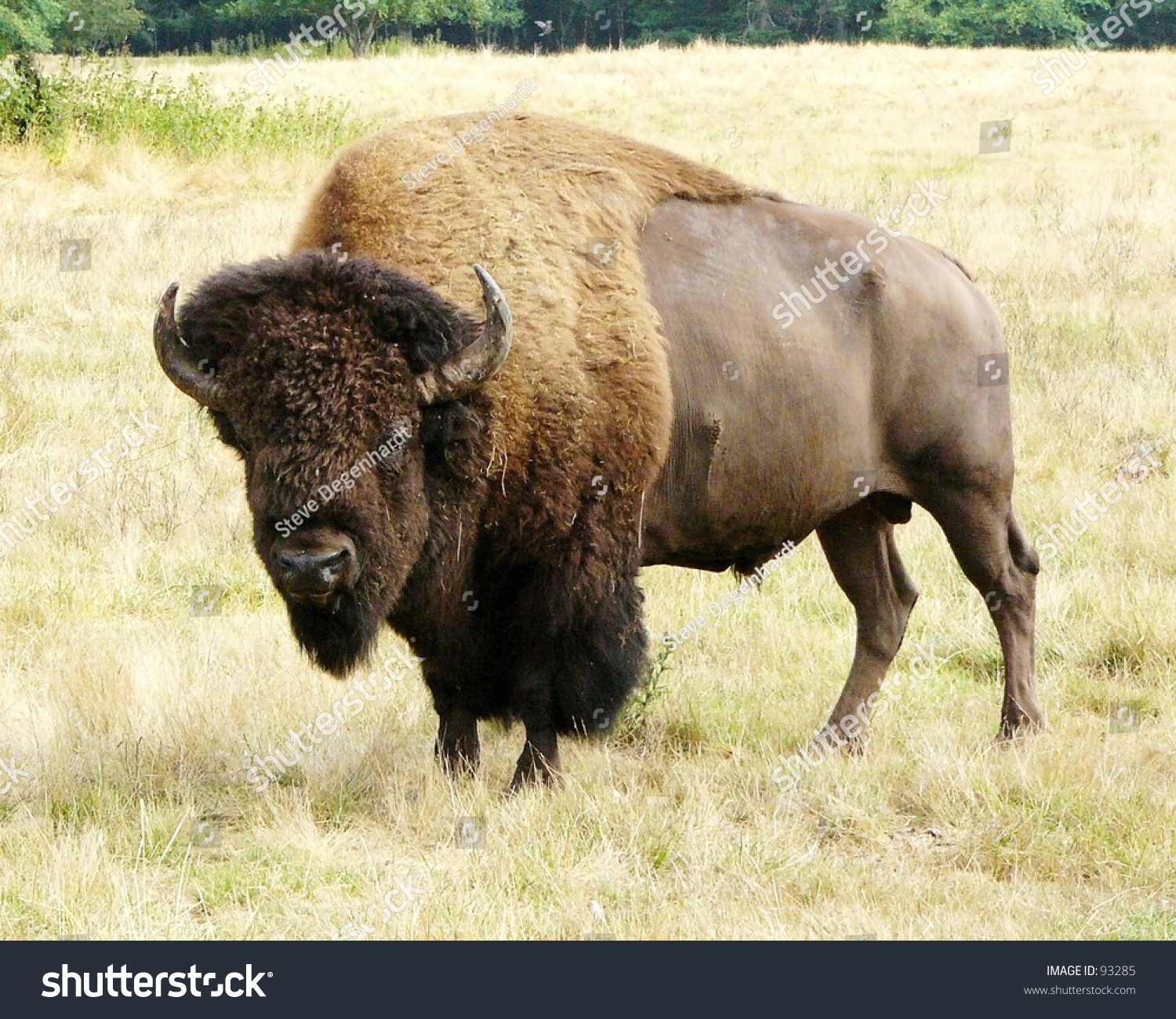 Buffalo Stock Photo 93285 : Shutterstock