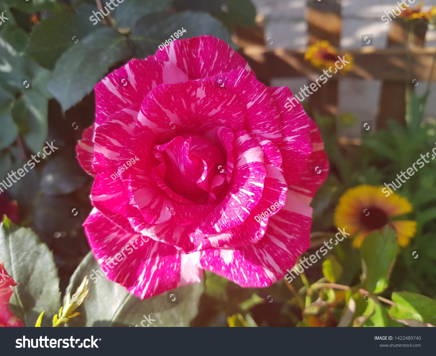 [Изображение: stock-photo-bulgarian-rose-with-purple-a...489740.jpg]