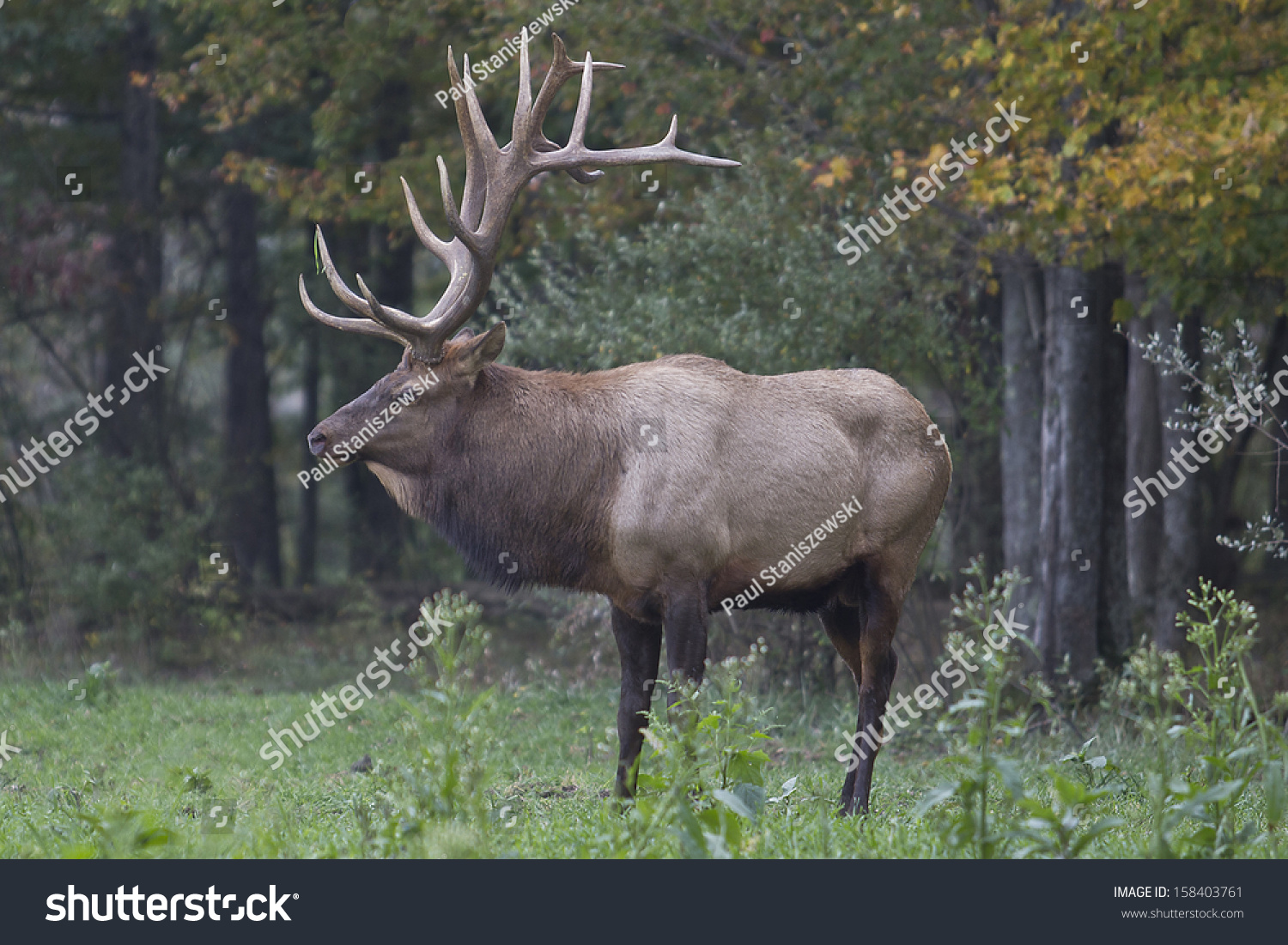 Bull Elk - Photograph Taken During The Rut In Elk County, Elk State ...