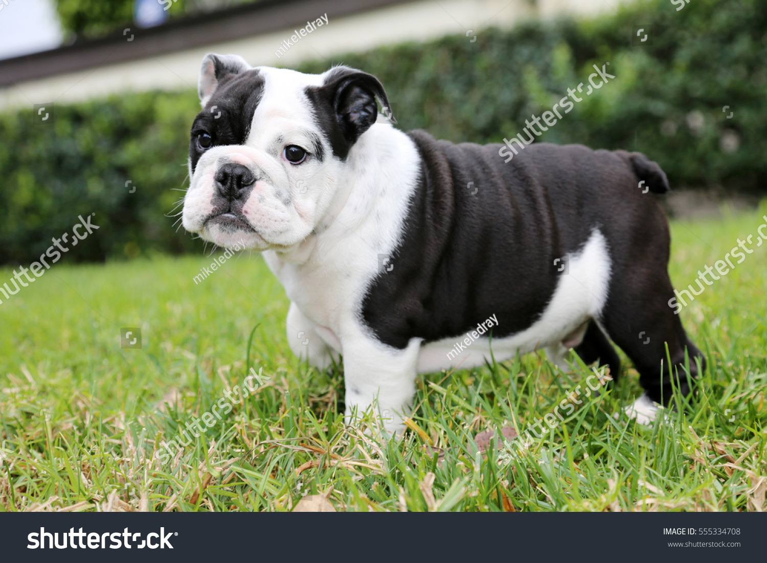 english bulldog white and black