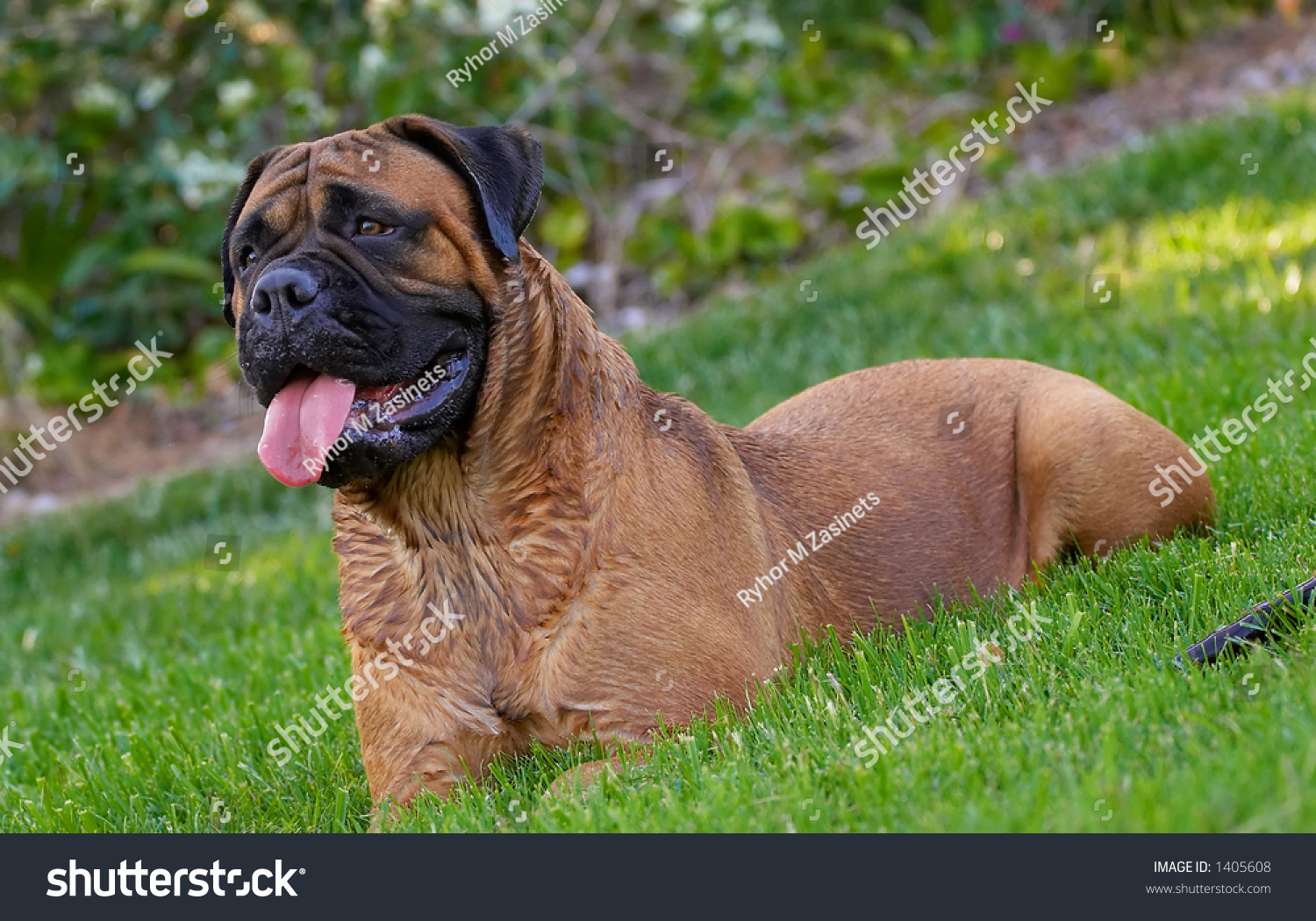 Bullmastiff Dog Mastiff Dogs Puppy Bitch Animals Wildlife Parks