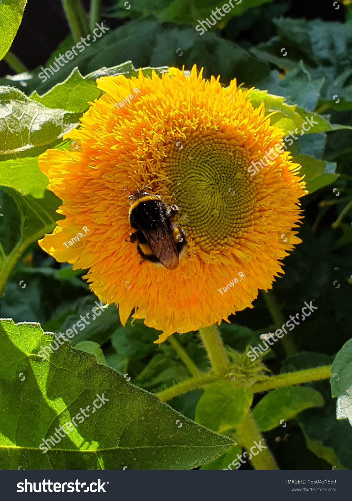 bumble bee teddy bear