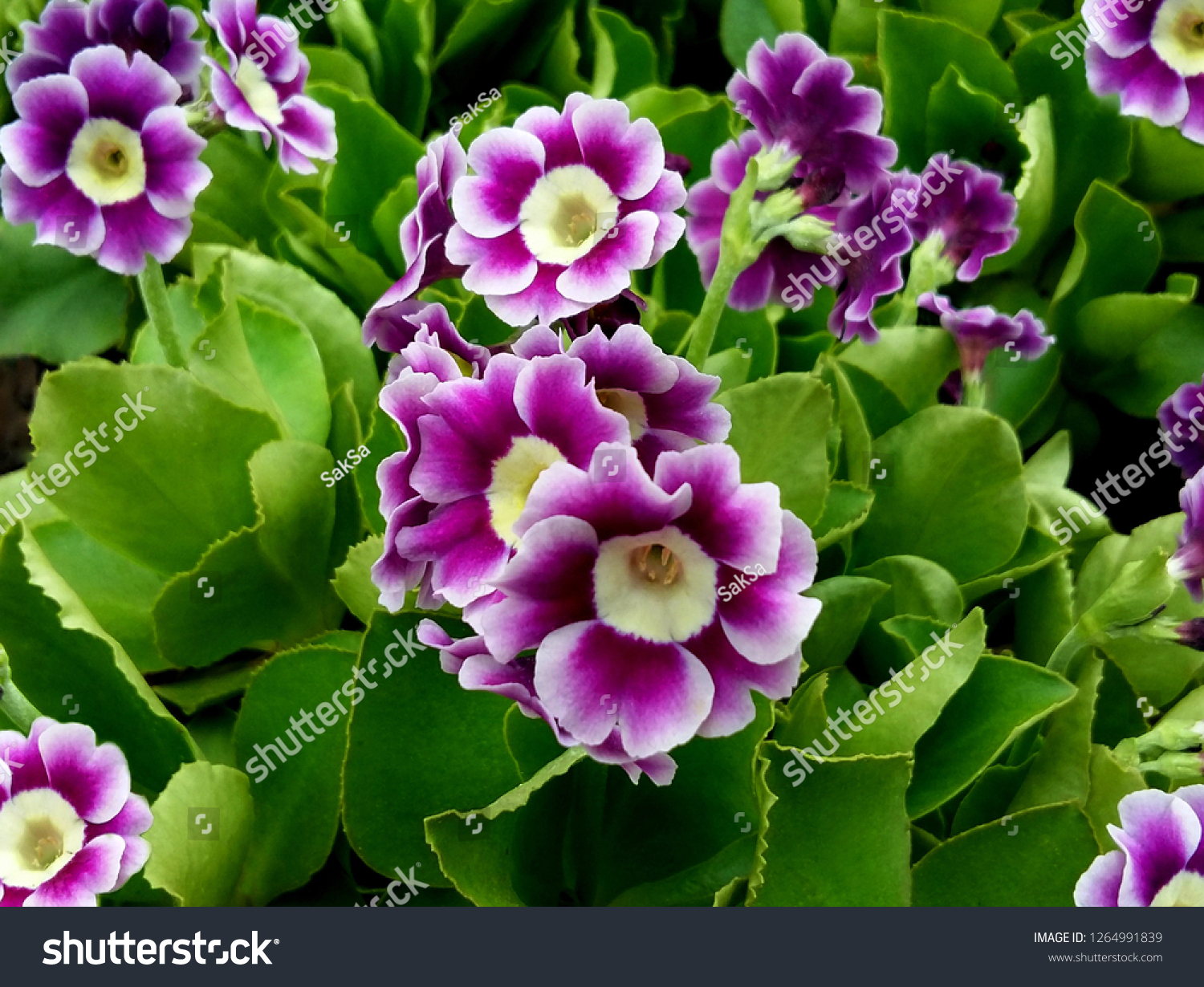 Bunch Evening Primrose Plant Primula Vulgaris Nature Stock Image 1264991839