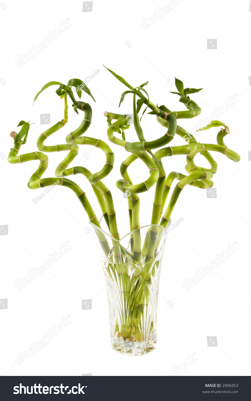 Bunch Bamboo Plant Vase Stock Photo Edit Now 2996953