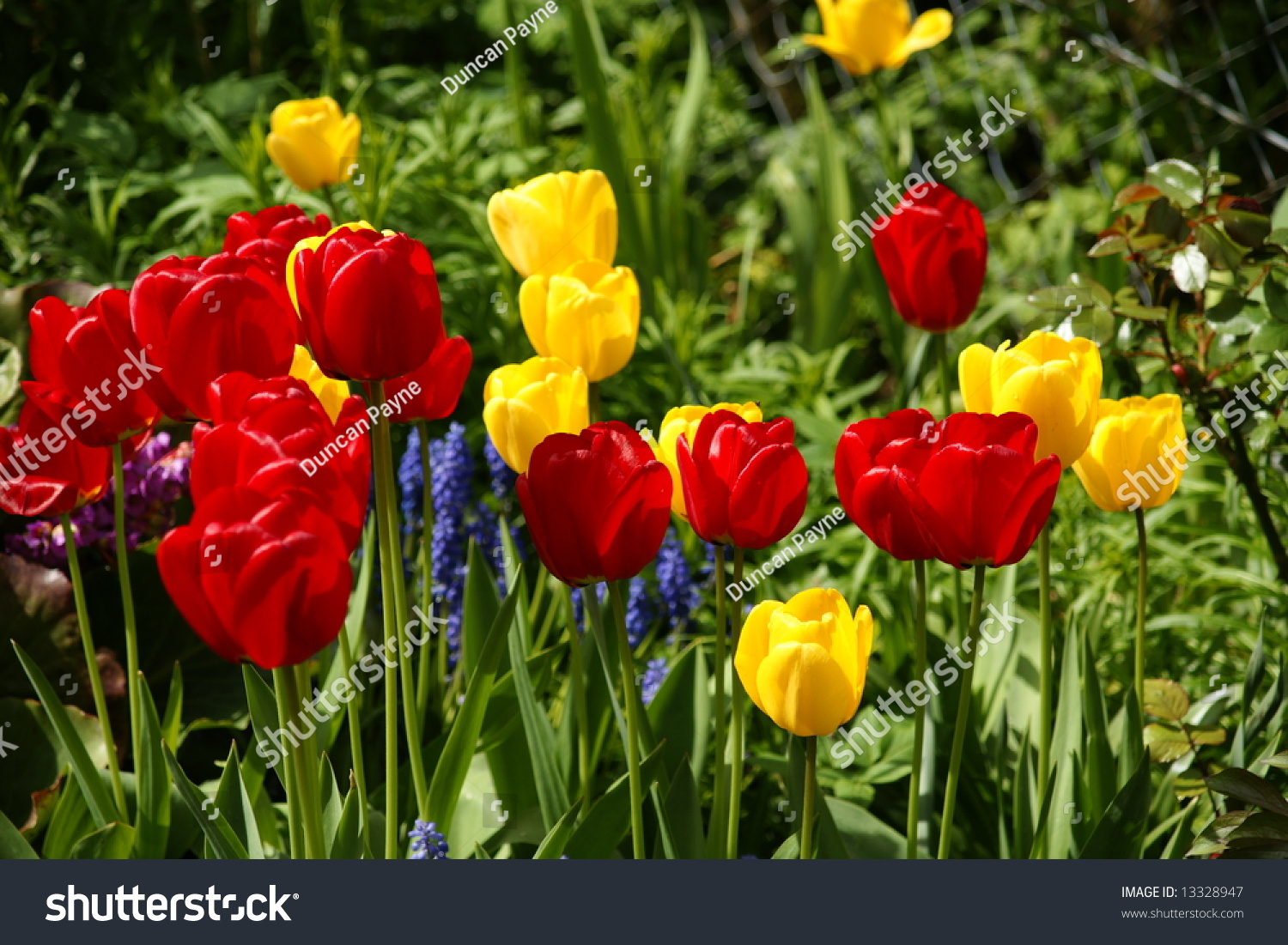 Bunch Of Parrot Tulips In Spring Time Stock Photo 13328947 : Shutterstock