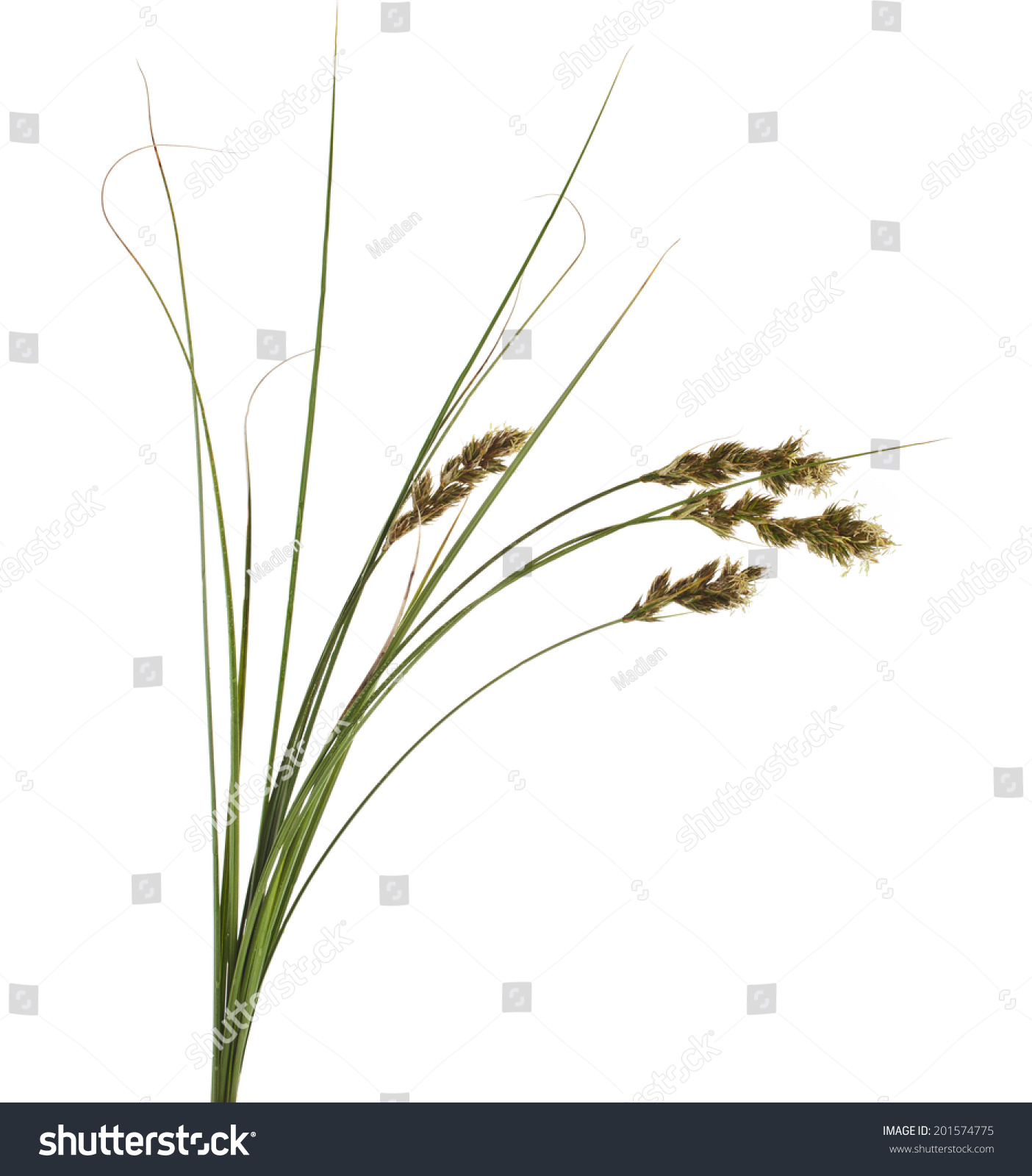 Bunch Of Sand Sedge Carex Grass Plant (Lat. Carex Arenaria) (Cyperaceae ...