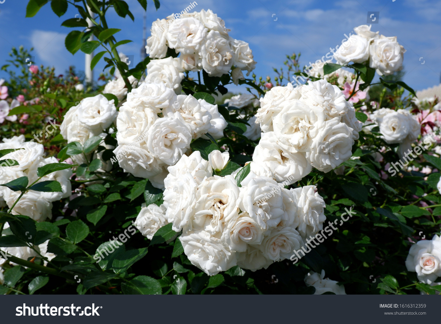 Bunch of white blooming roses on rose bush closeup view