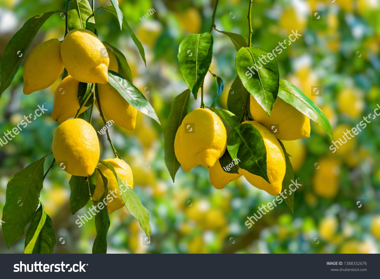 Citronnier Images Photos Et Images Vectorielles De Stock Shutterstock