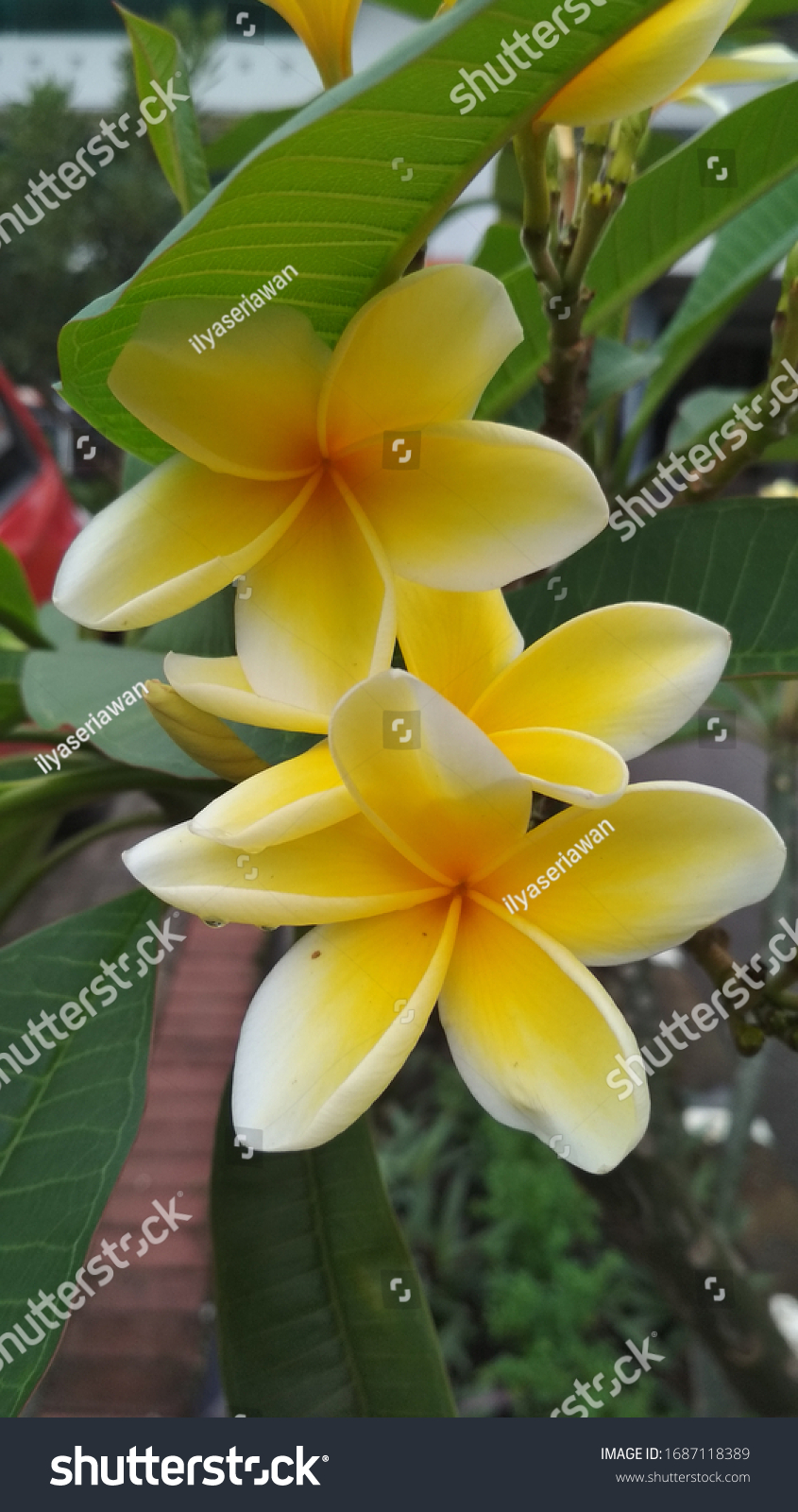 Bunga Kamboja Kuning Images