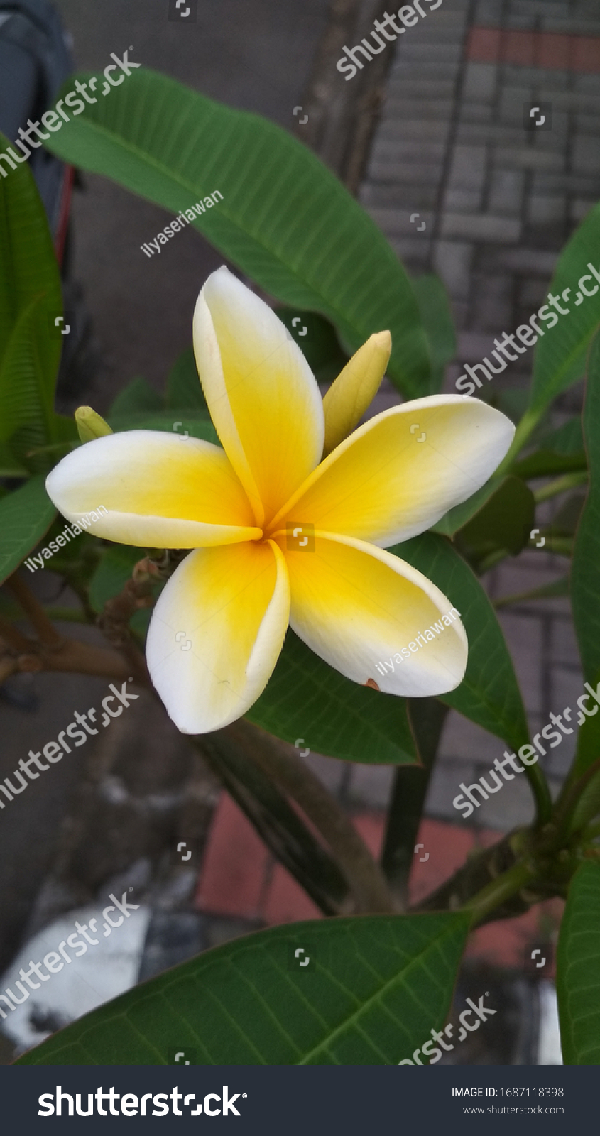 Bunga Kamboja Kuning Images