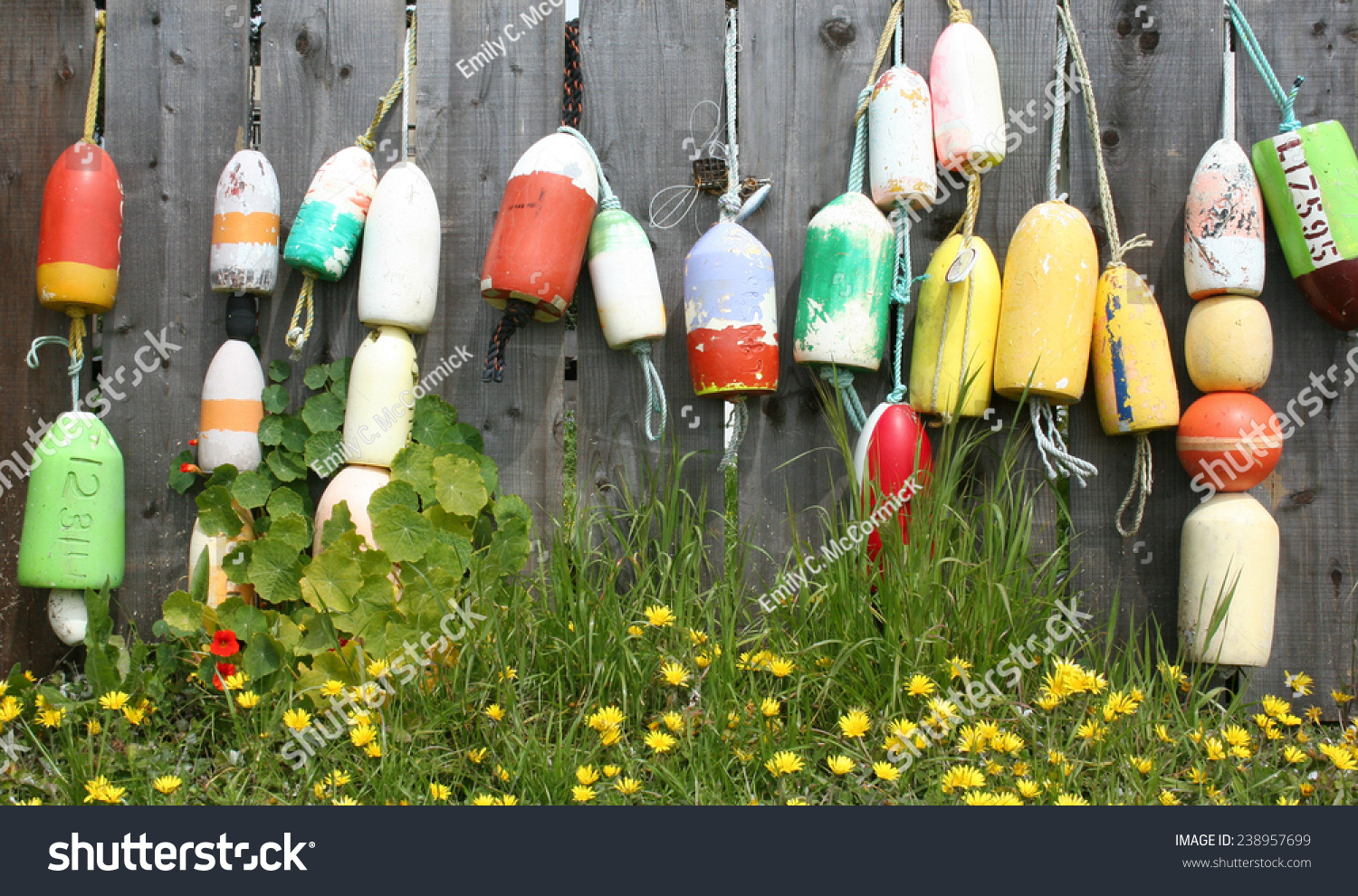 Buoys On Fence Half Moon Bay Stock Photo 238957699 | Shutterstock