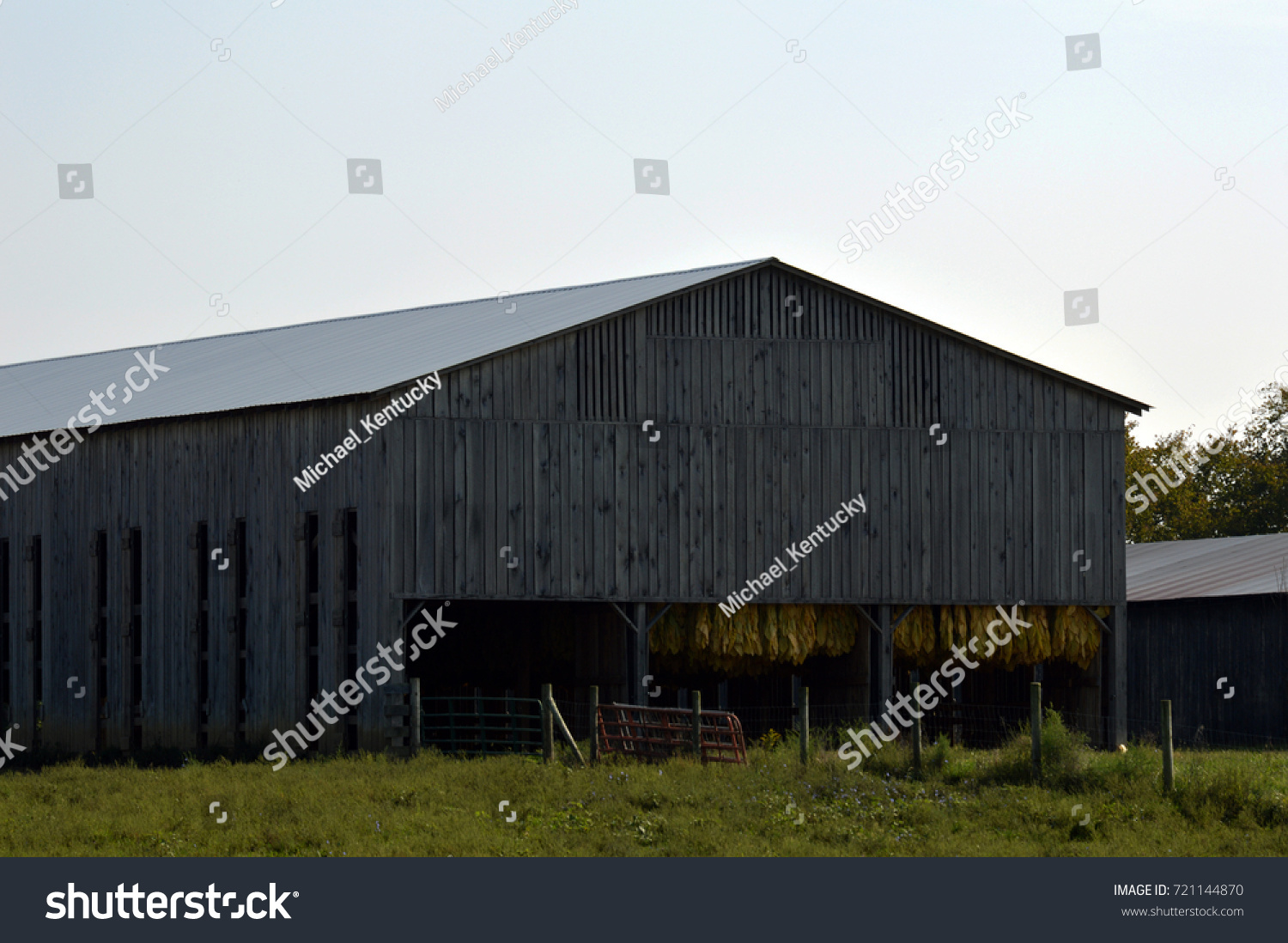 Burley Tobacco Hanging Barn Carroll County Stock Photo Edit Now