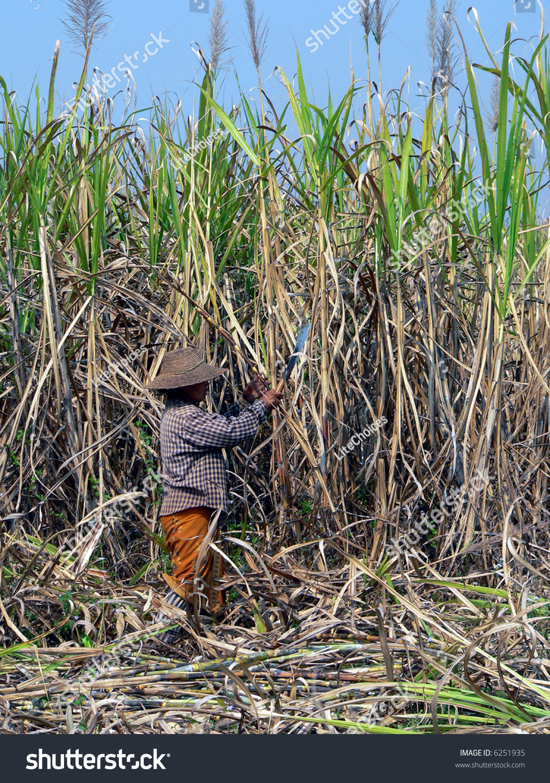 Burma Myanmar Sugar Cane Cultivation Stock Photo 6251935 - Shutterstock