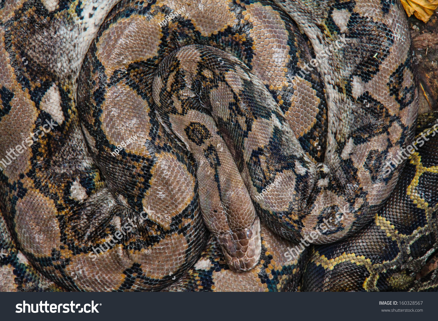 Burmese Python Zoo Stock Photo 160328567 | Shutterstock