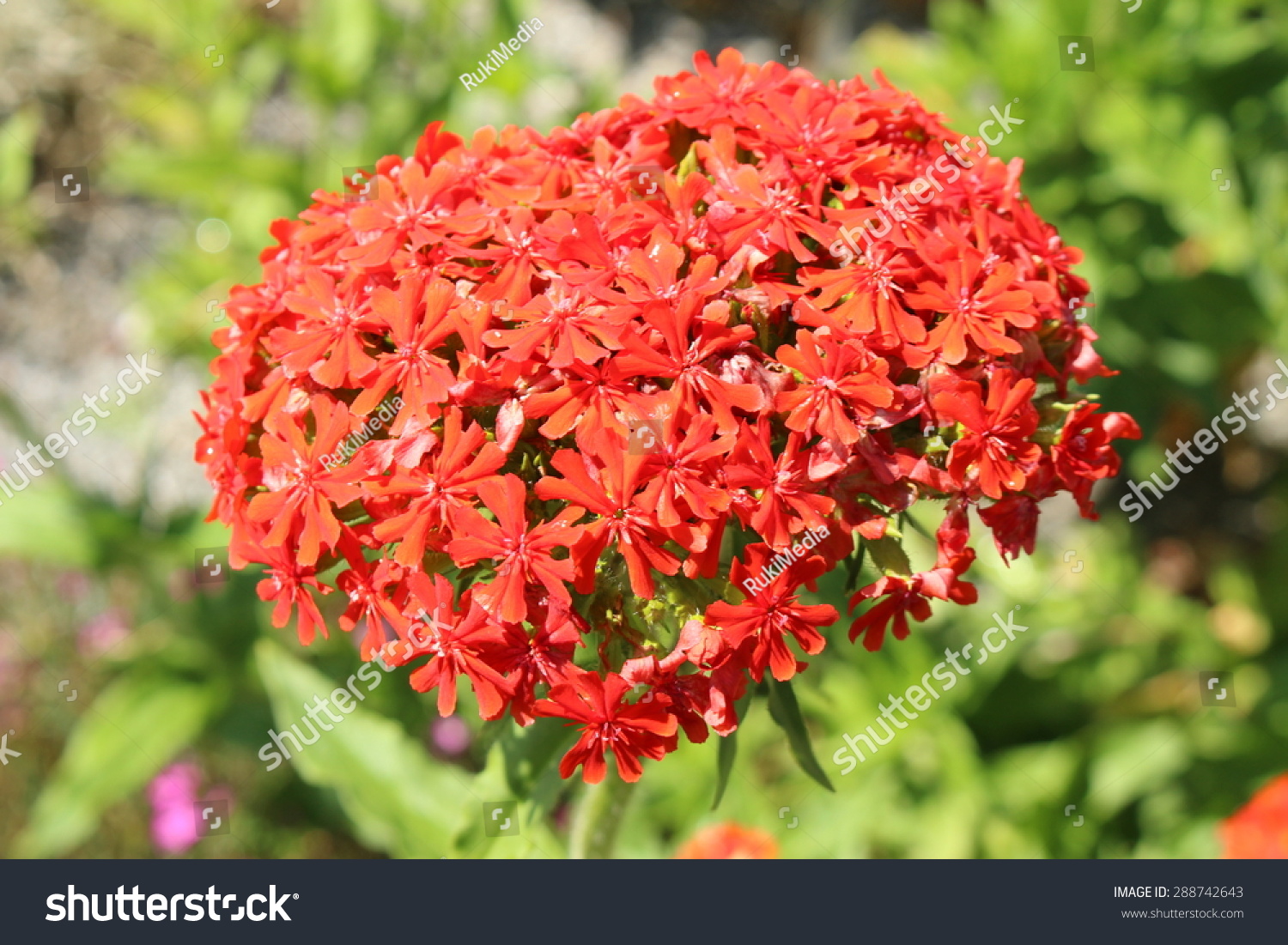 Burning Love Flower Or Dusky Salmon Stock Photo 288742643 ...