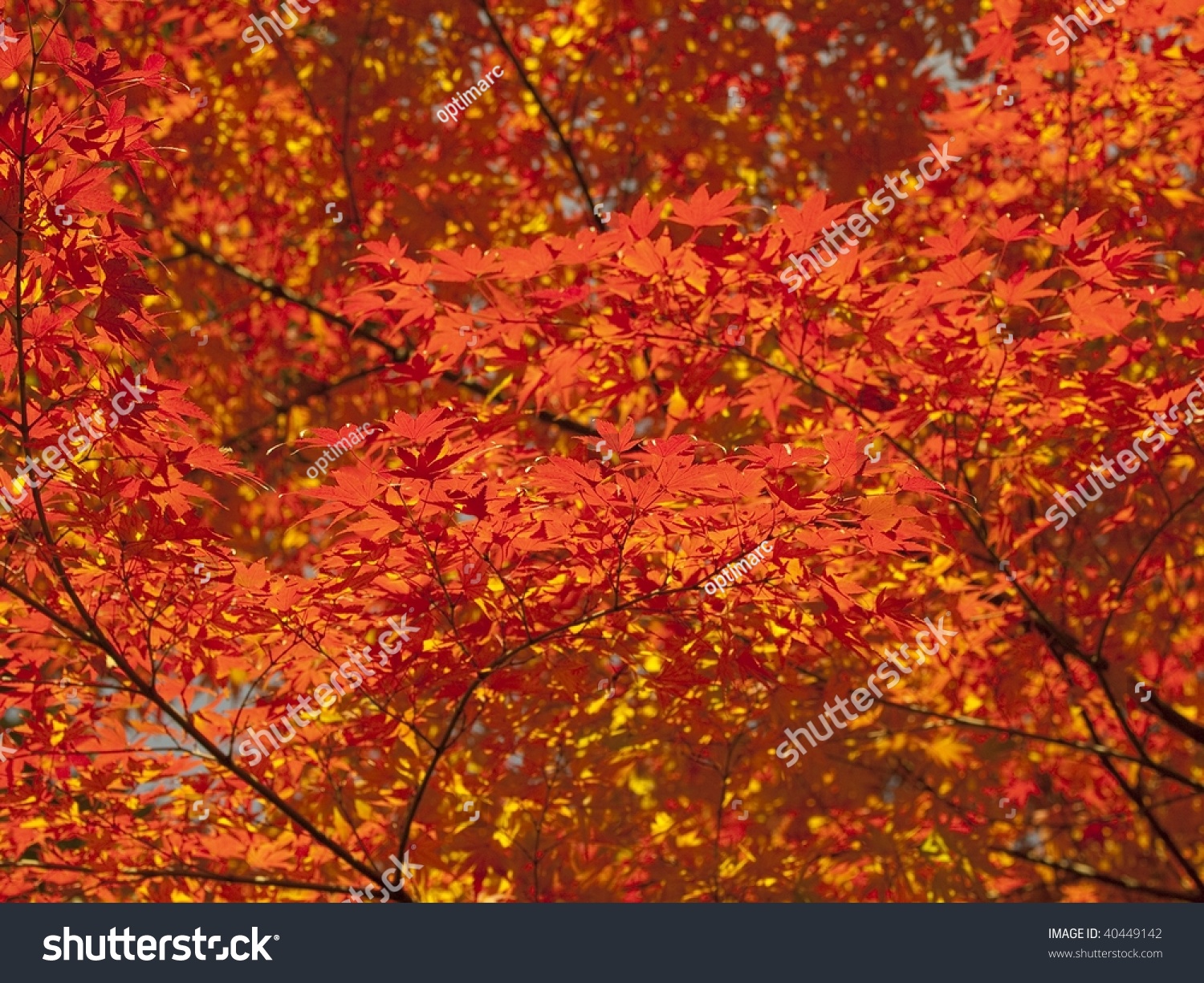 Burning Red Japanese Maple Leaves Stock Photo 40449142 - Shutterstock