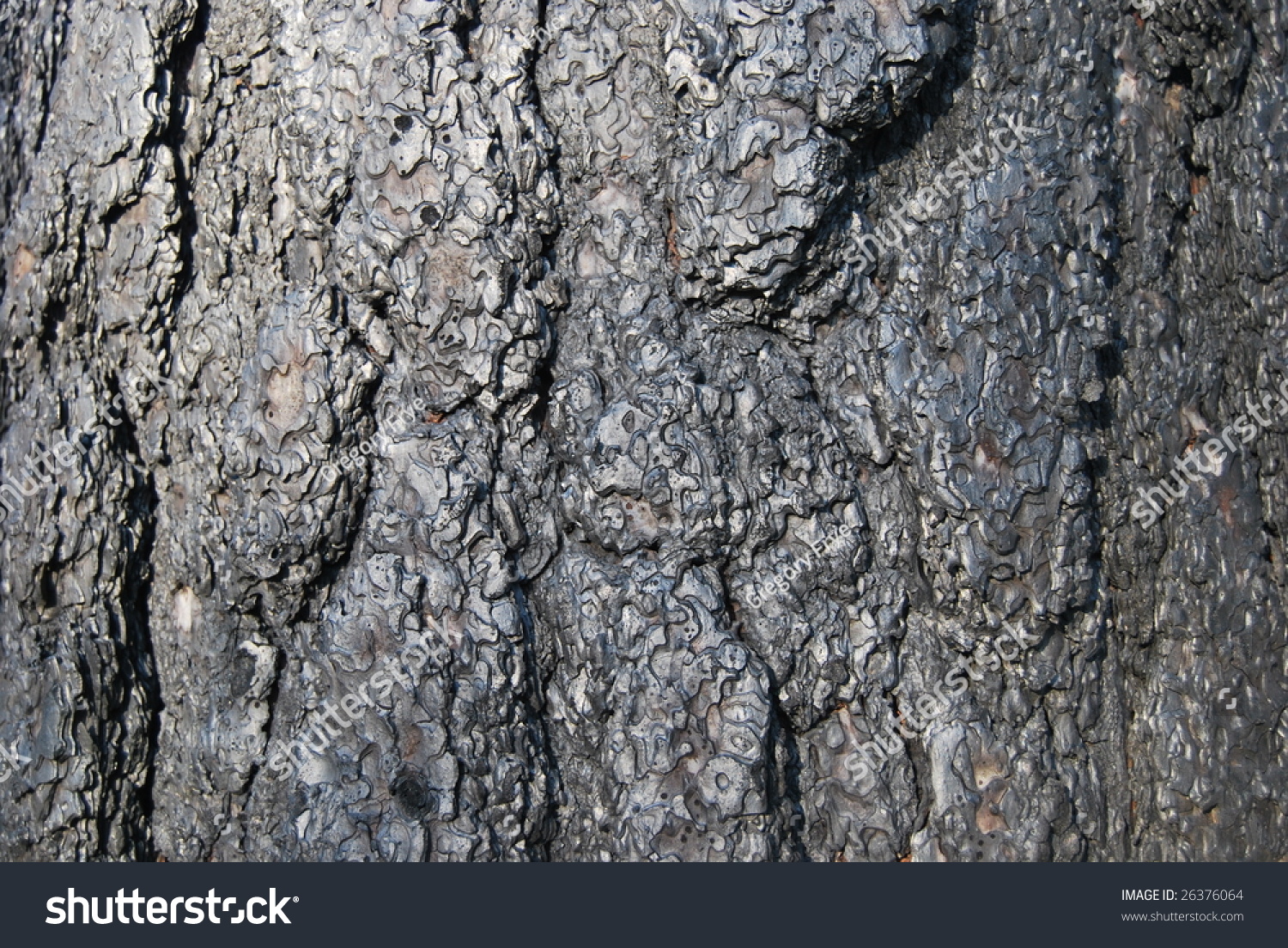 stock-photo-burnt-tree-bark-after-a-fire-26376064.jpg