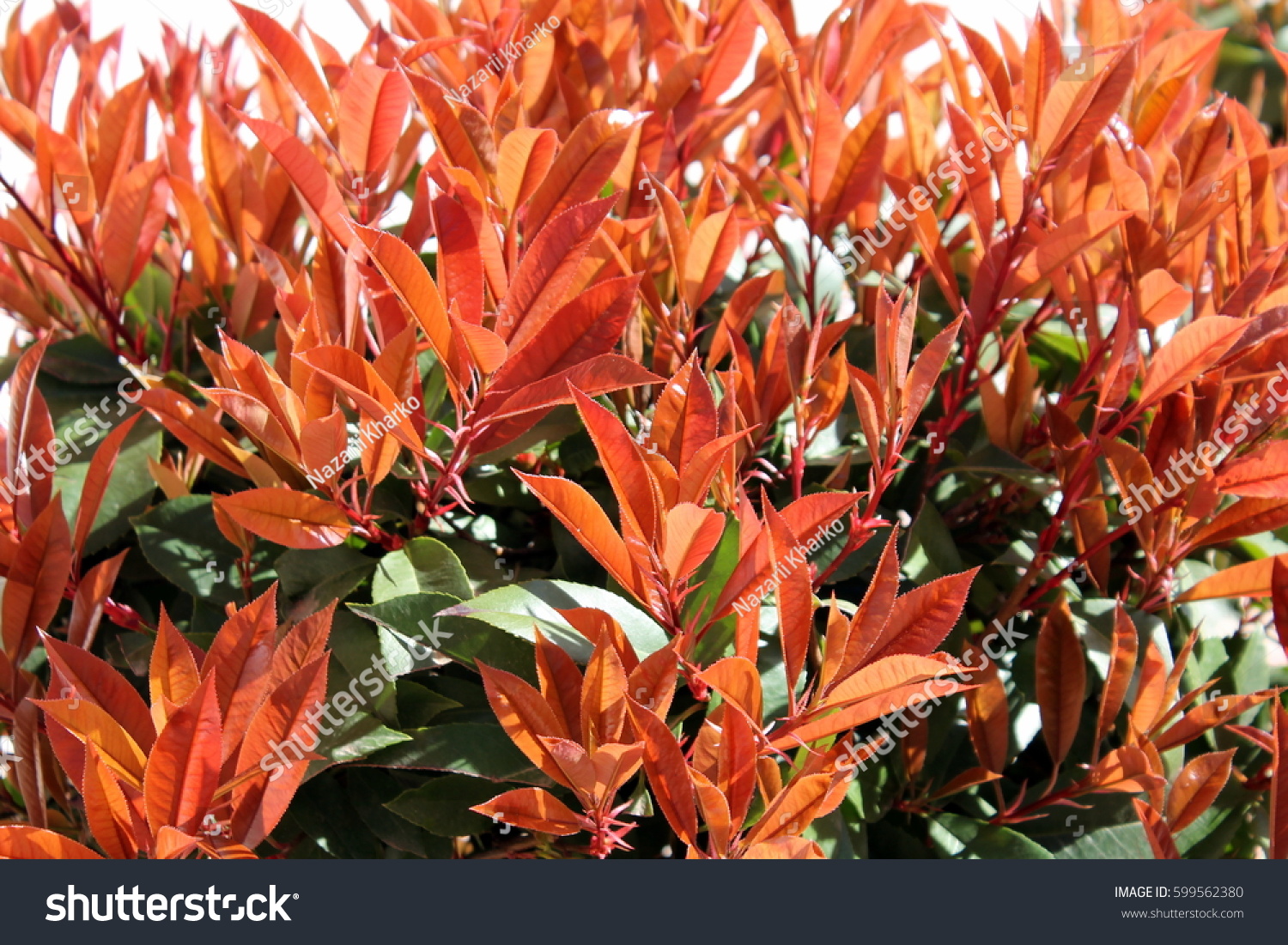 Bush Bright Orange Leaves Stock Photo 599562380 | Shutterstock