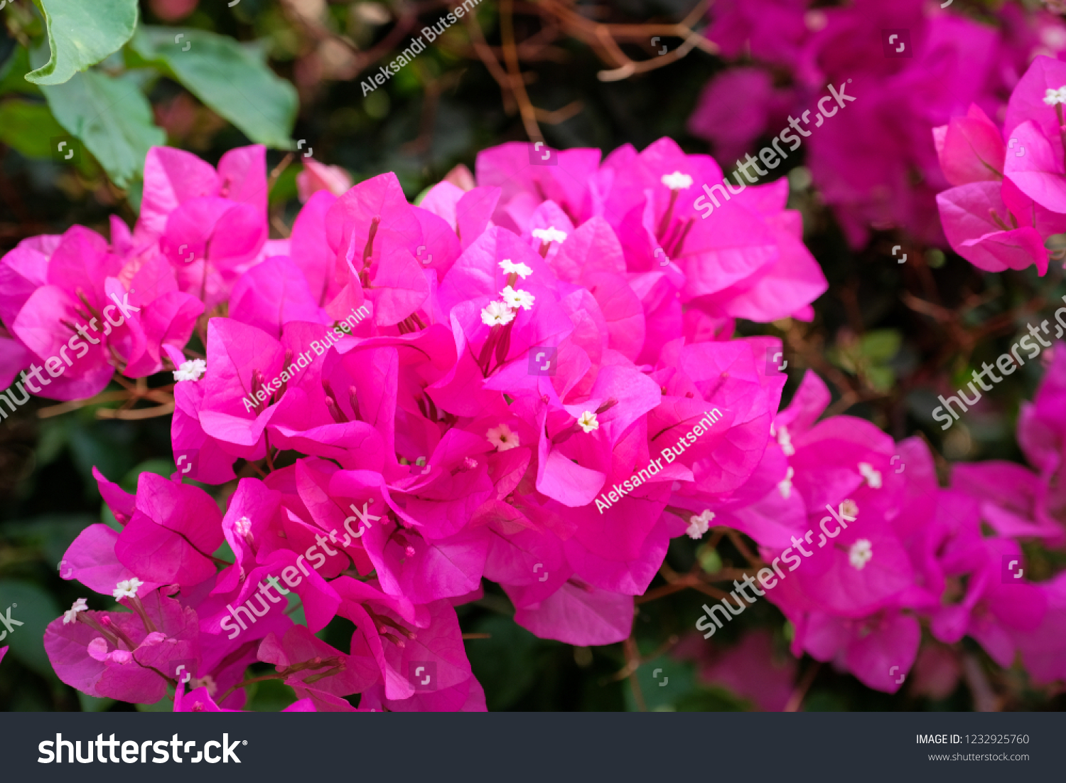 Bush Bright Pink Flowers Stock Photo Edit Now 1232925760