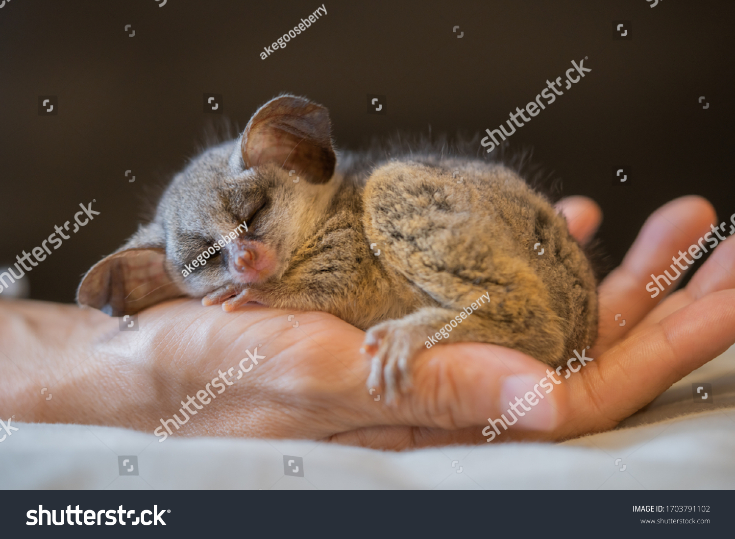 Bushbaby Called Galagos Small Saucereyed Primates Stock Photo