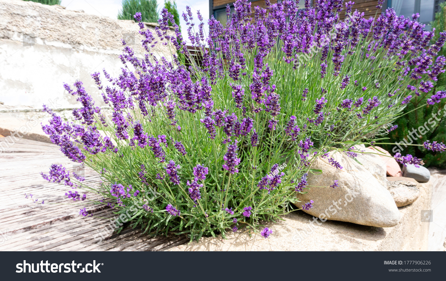 14,14 Lavender plant Images, Stock Photos & Vectors  Shutterstock