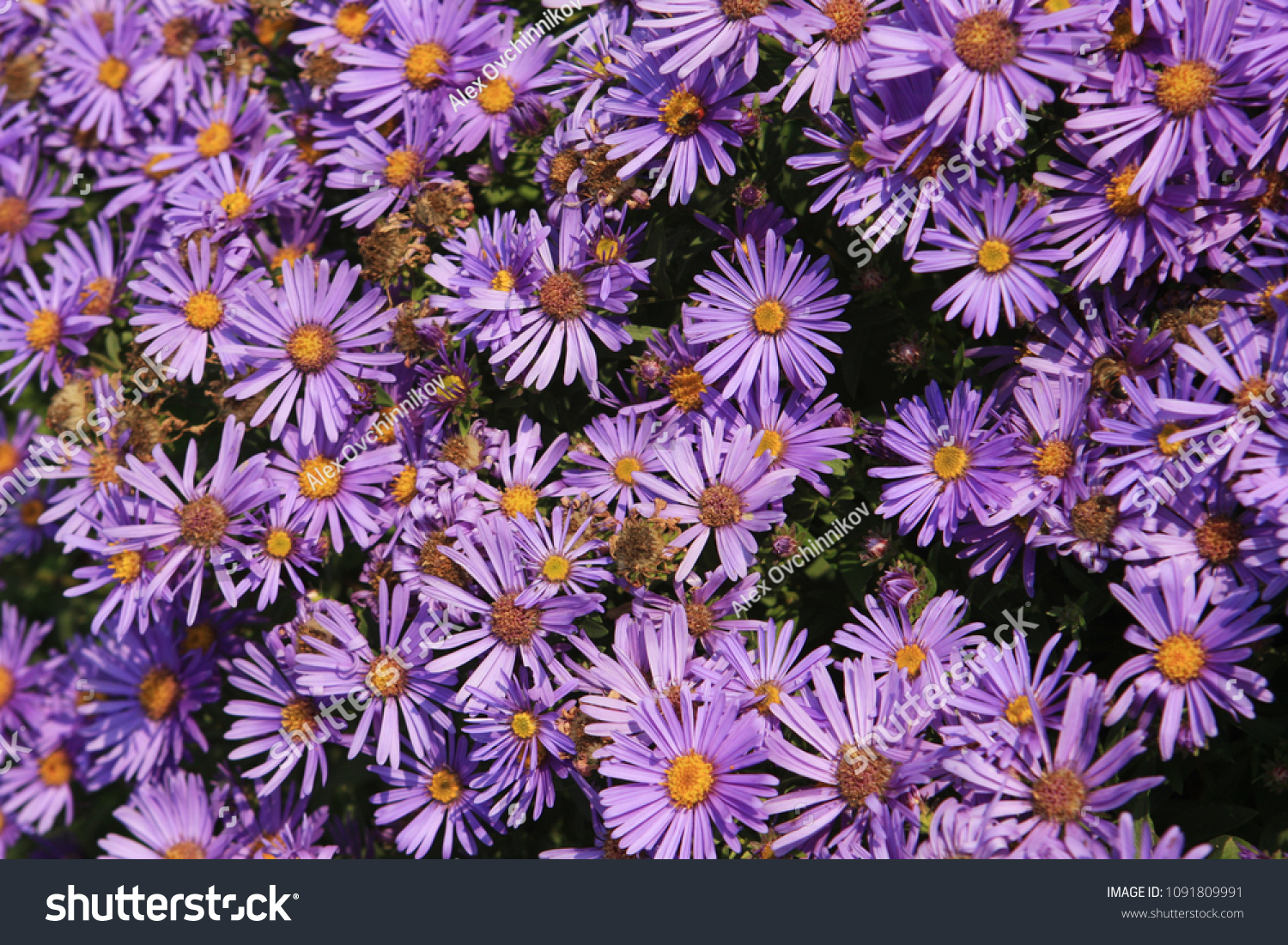 Bushy Asters Aster Dumosus Purple Rather Stock Photo Edit Now 1091809991