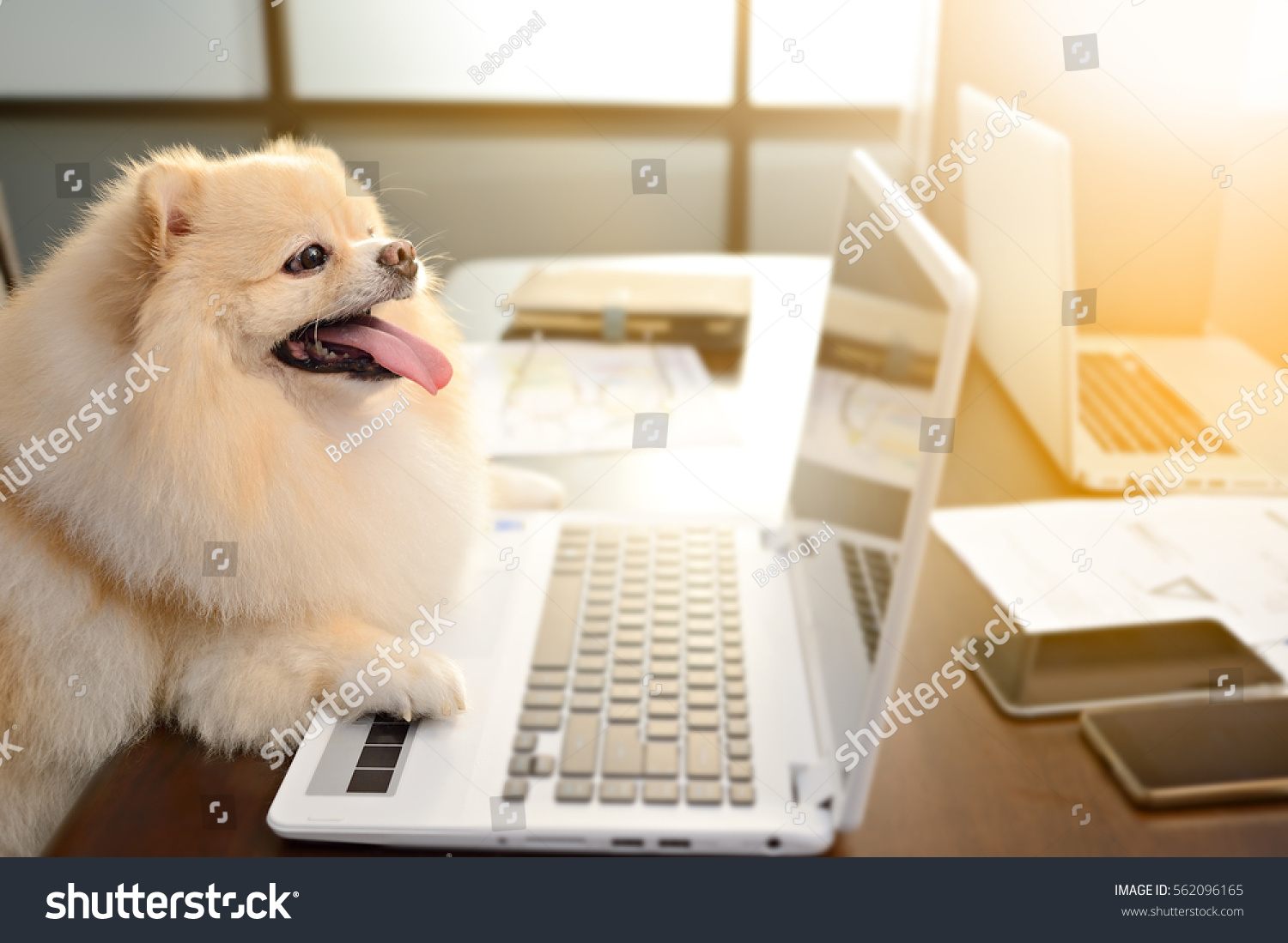 online dog market