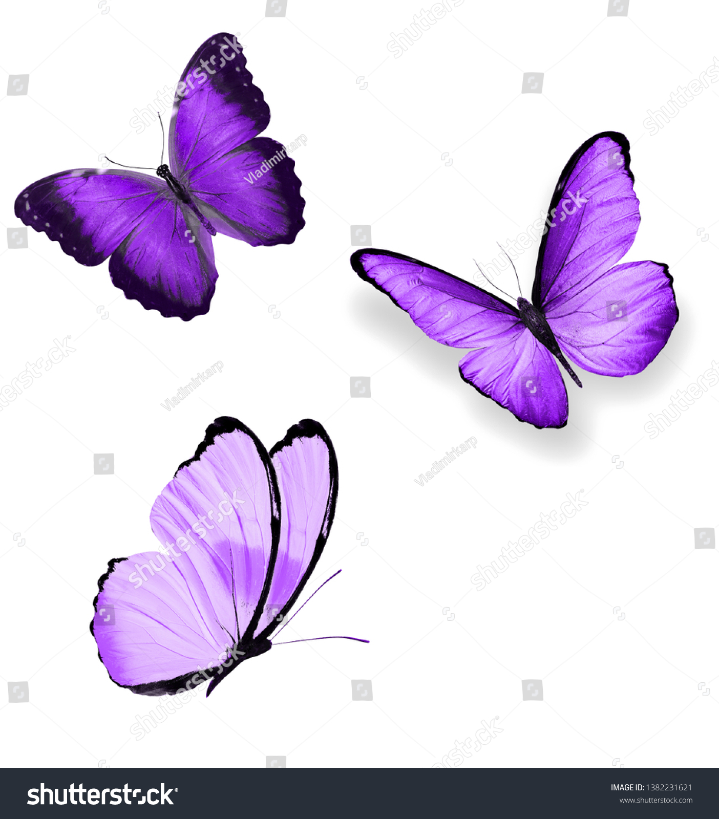 Butterflies Wings Indigo Color Isolated On Stock Photo 1382231621 ...