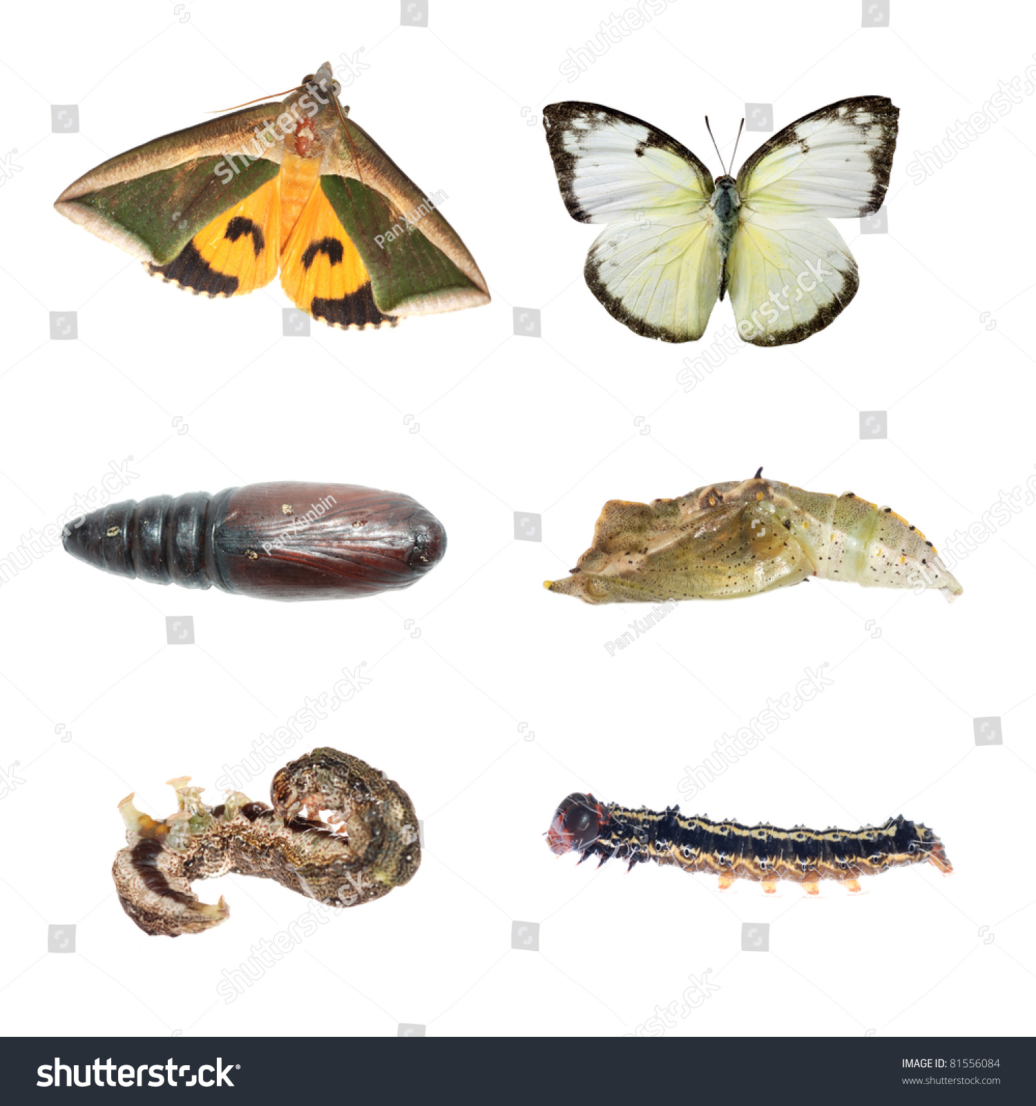 Butterfly And Moth Life Cycle Isolated On White Stock Photo 81556084 ...