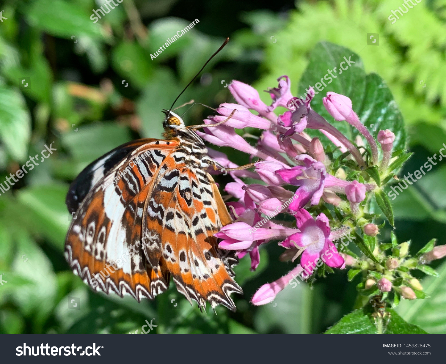 Butterfly Tropical Queensland Australia Stock Photo Edit Now ...