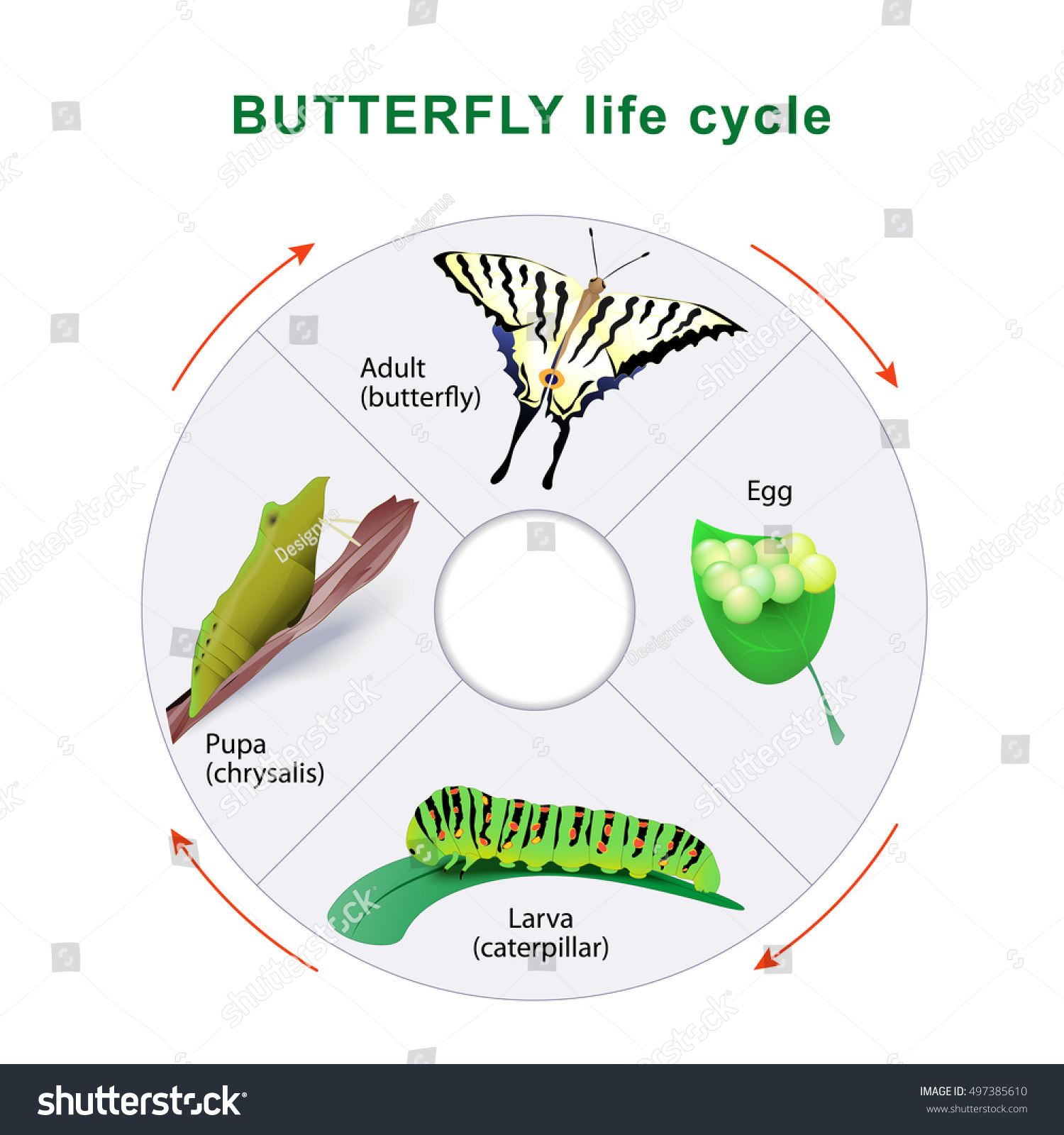 Butterfly Life Cycle Caterpillar Butterfly Metamorphosis Stock ...